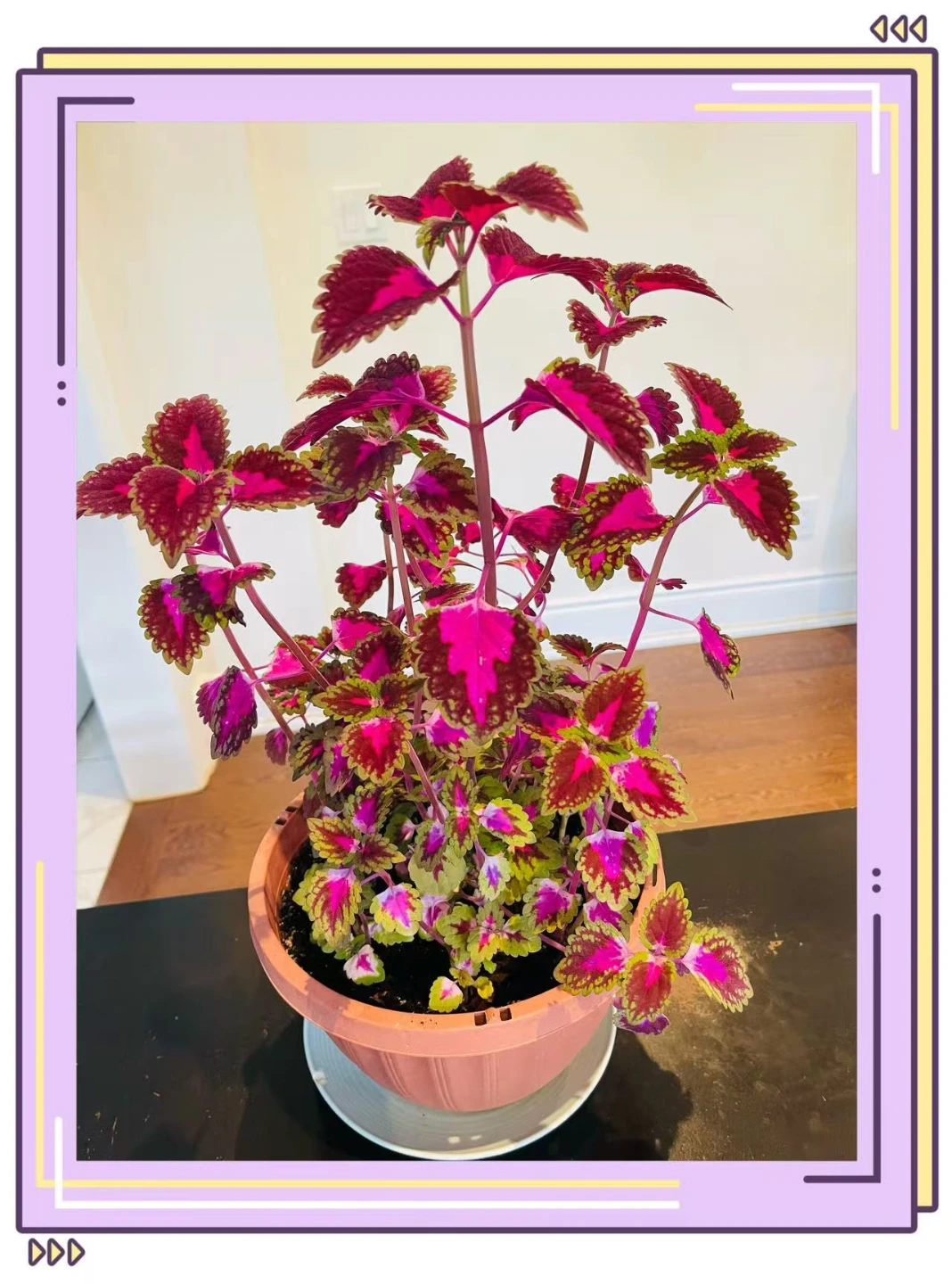Coleus Plant in Pot