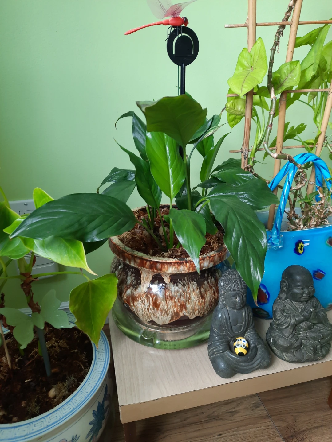 Assorted indoor plants with decorative pots $ 19 each - photo 3
