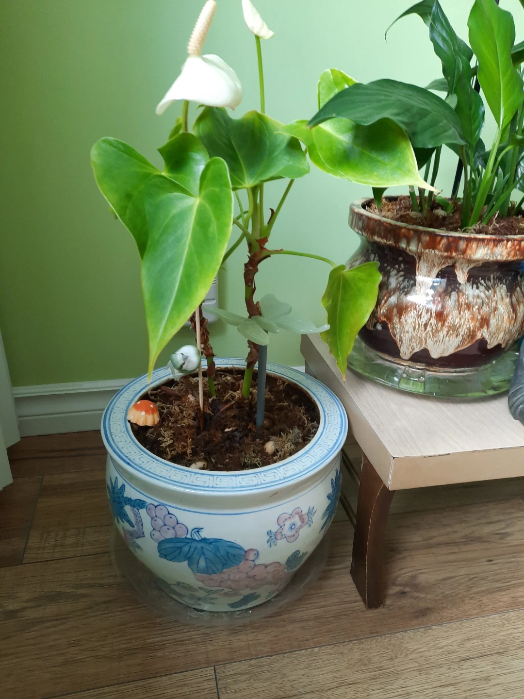 Assorted indoor plants with decorative pots $ 19 each - photo 4