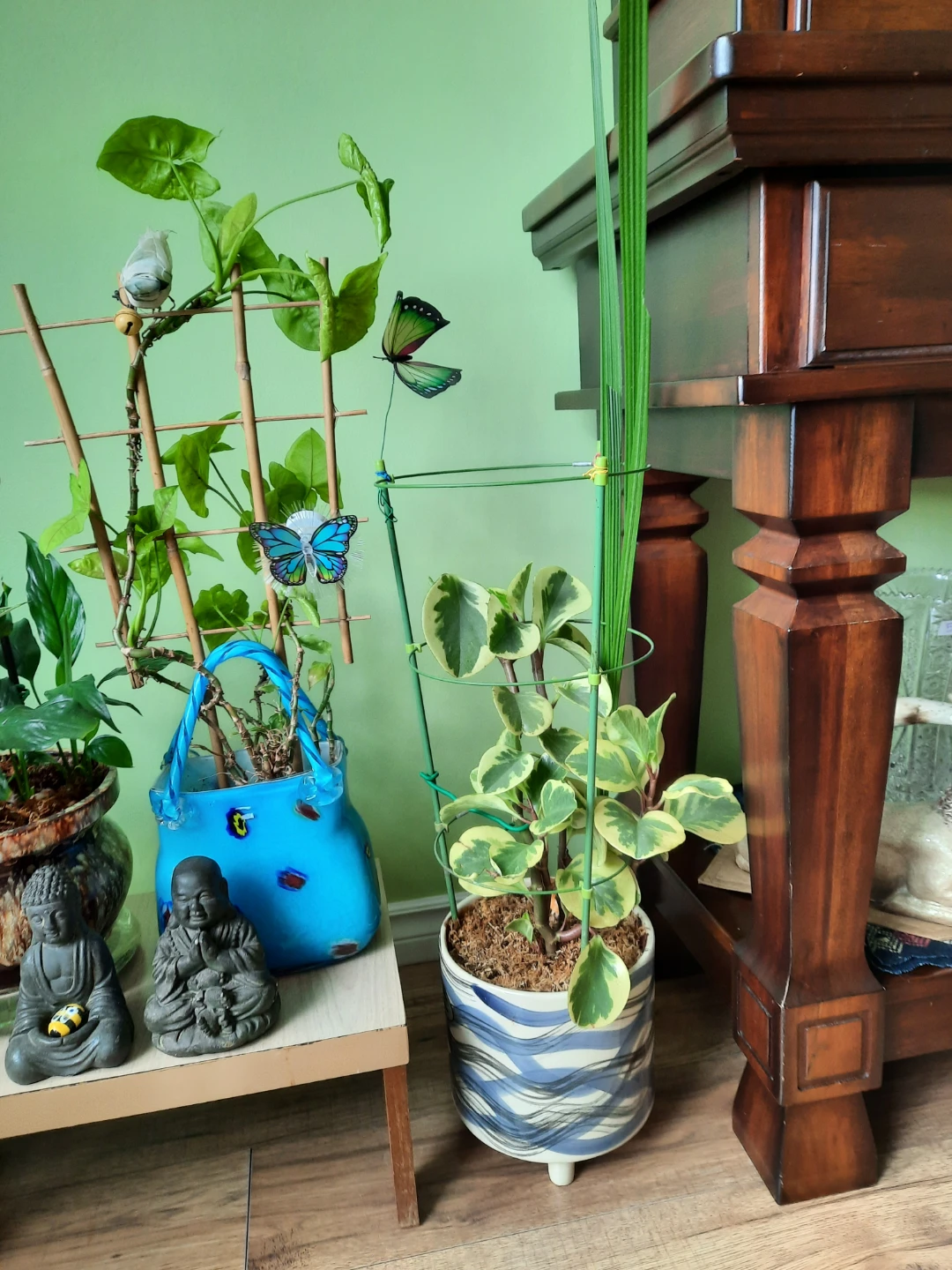 Assorted indoor plants with decorative pots $ 19 each - photo 5