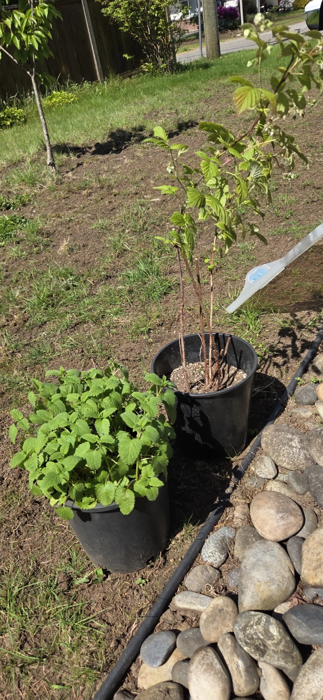 Lemon Balm Plant in Pot and raspberry plant in pot