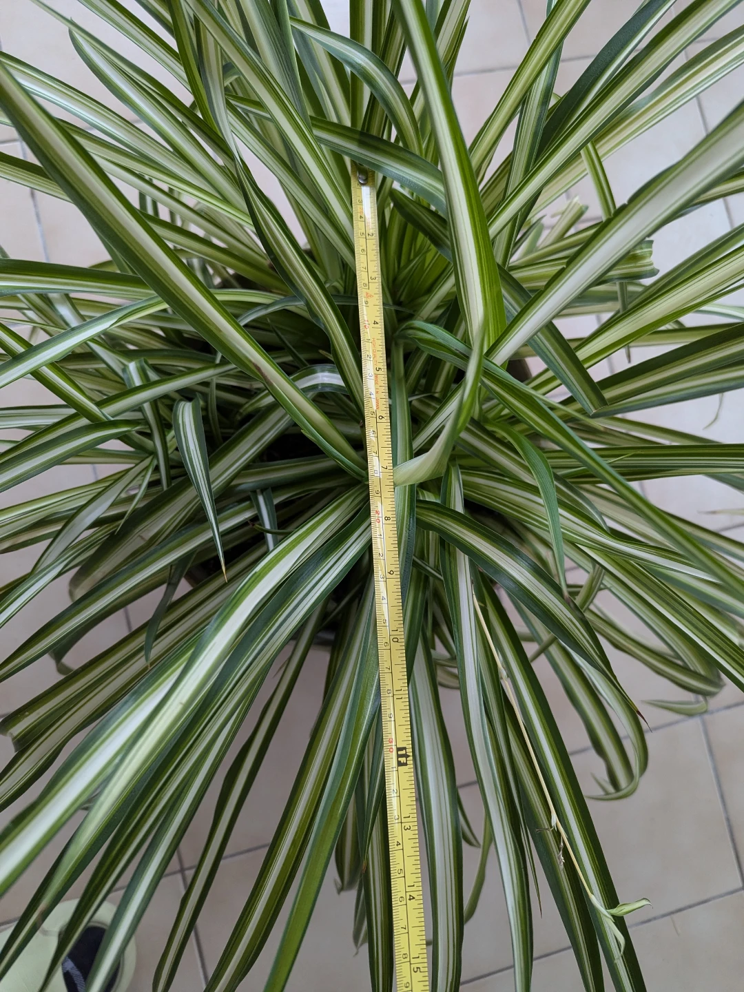 Large Spider Plant - photo 4