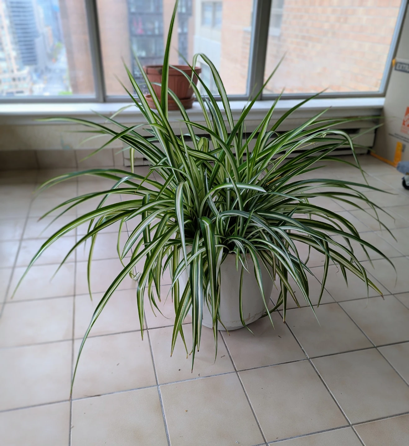 Large Spider Plant