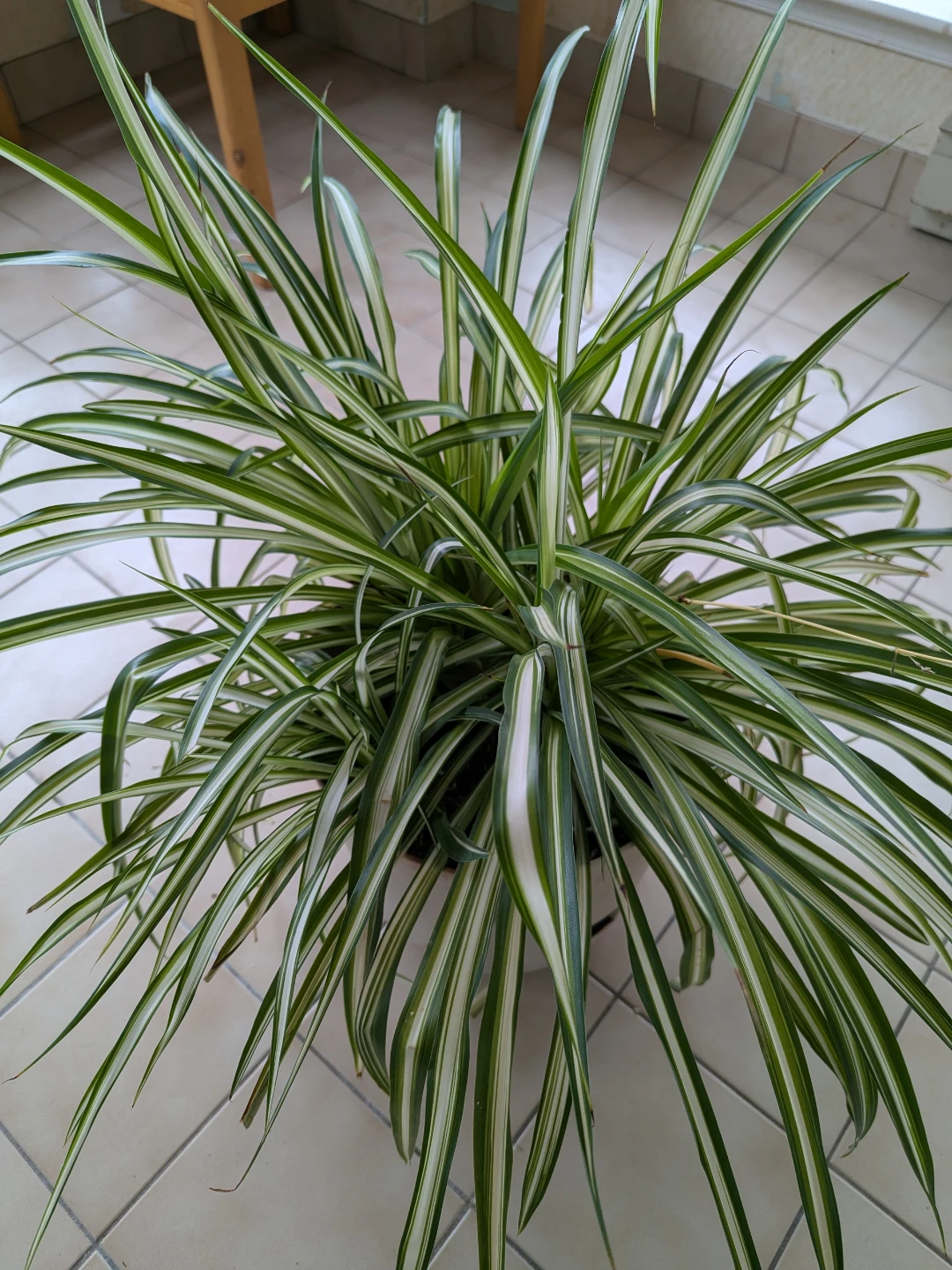 Large Spider Plant - photo 3