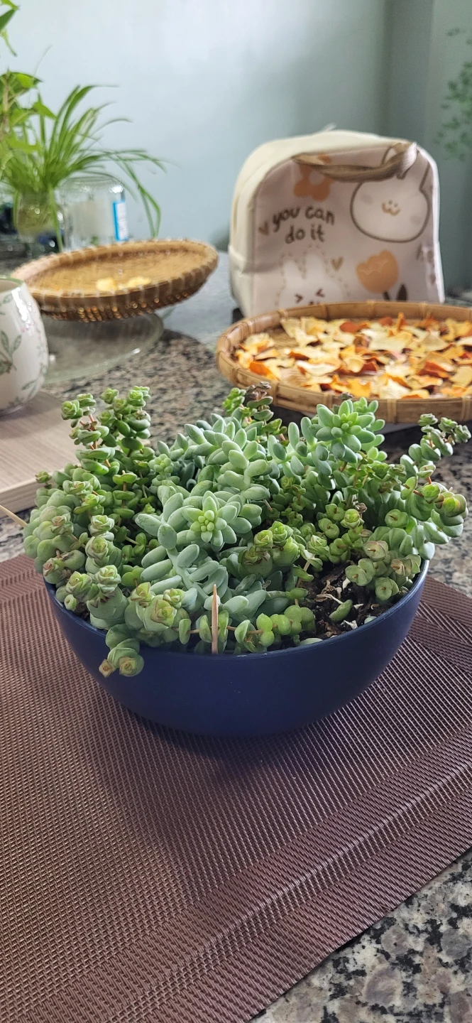 Crassula marinela  & Burro's Tails - photo 2