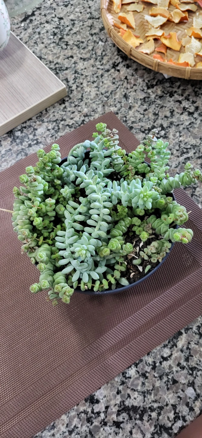 Crassula marinela  & Burro's Tails - photo 3