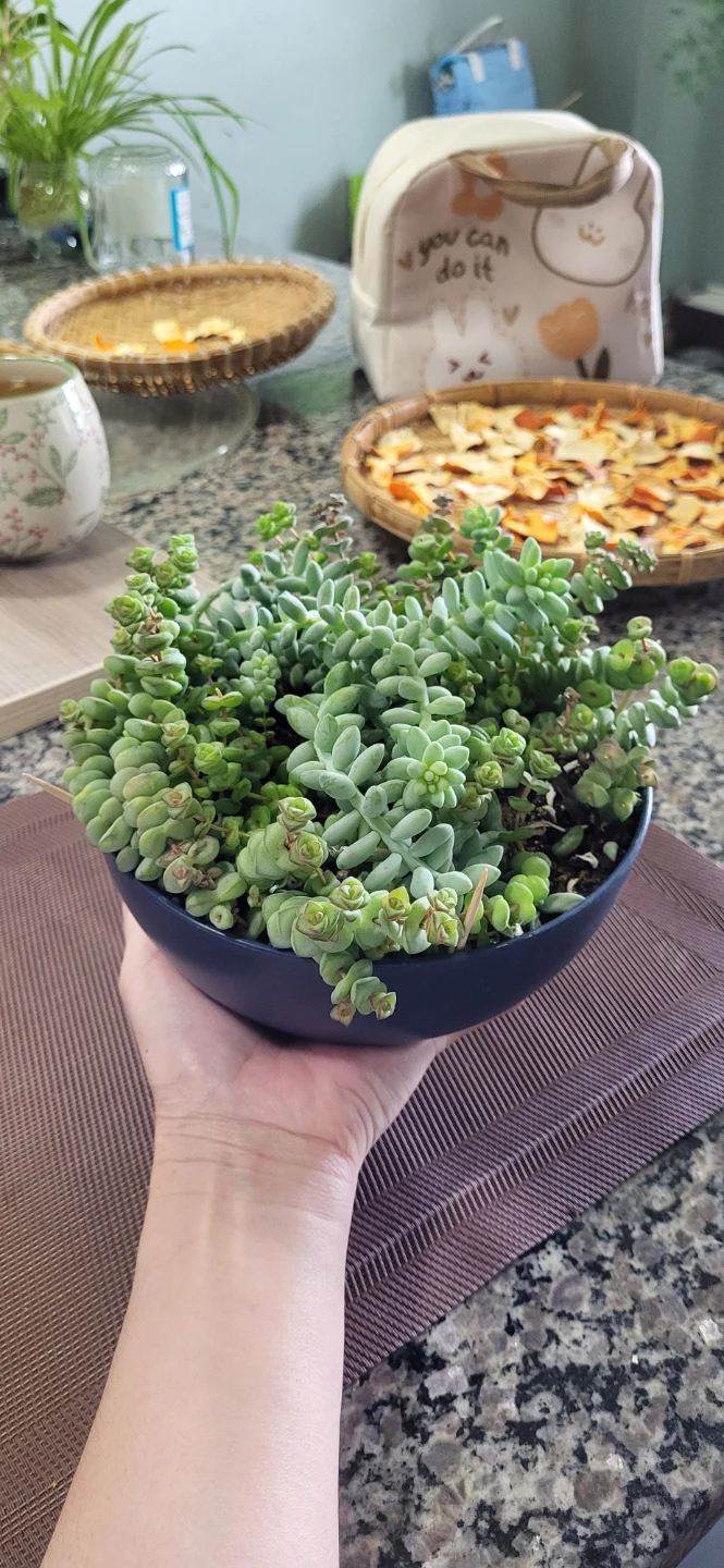 Crassula marinela  & Burro's Tails - photo 5
