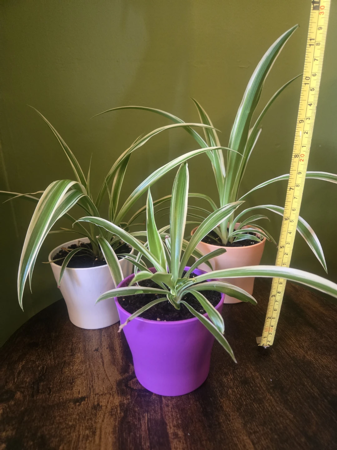 Spider Plants- 4 inch Pot