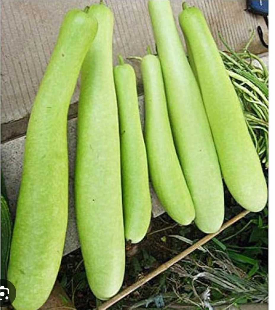 Winter Melon / Bottle Gourd Seeding