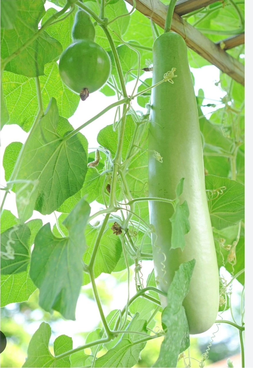 Winter Melon / Bottle Gourd Seeding - photo 2