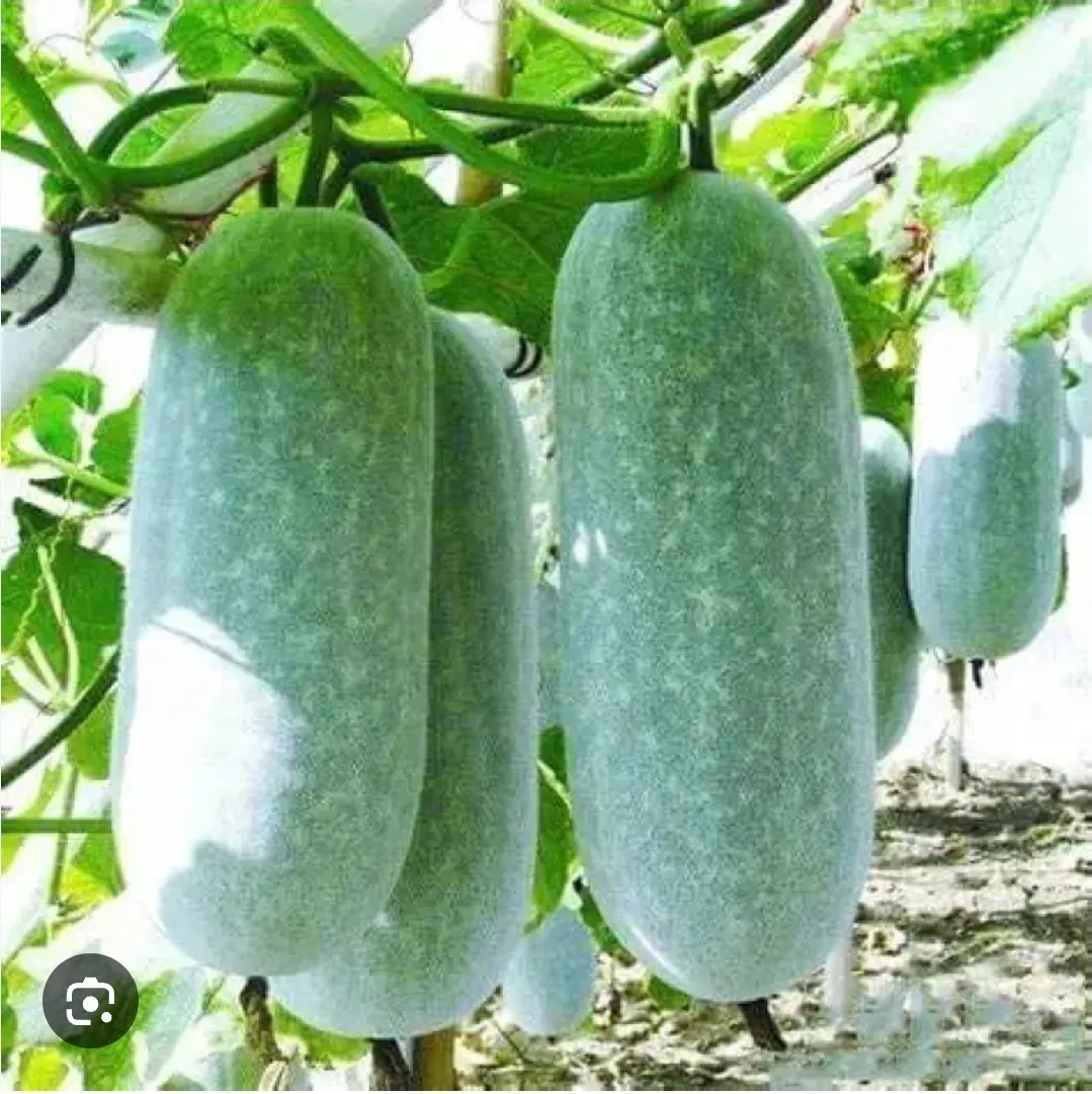 Winter Melon / Bottle Gourd Seeding - photo 3