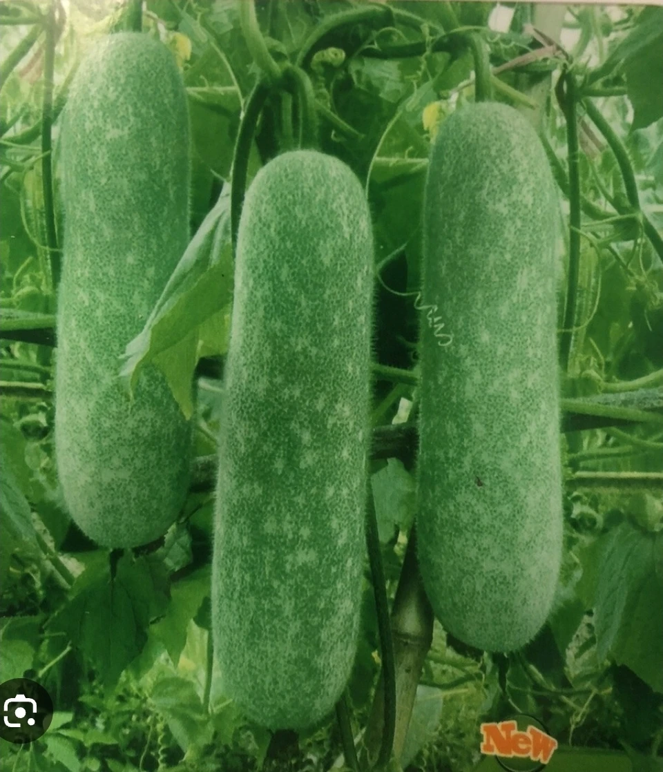 Winter Melon / Bottle Gourd Seeding - photo 4
