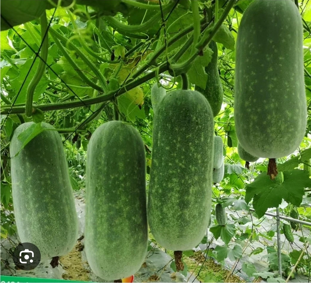 Winter Melon / Bottle Gourd Seeding - photo 5