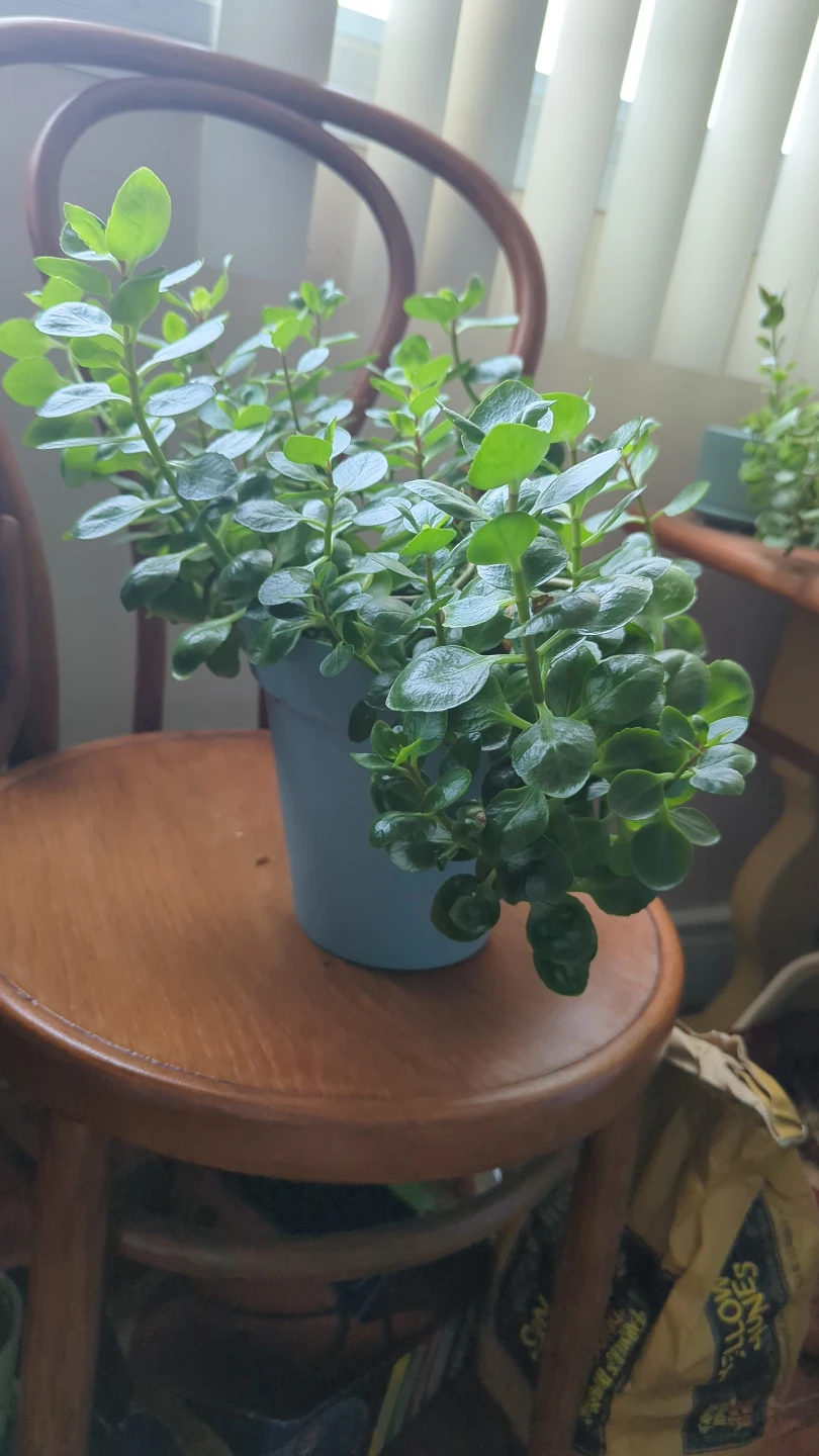 Jade Plant in Blue Pot - photo 2