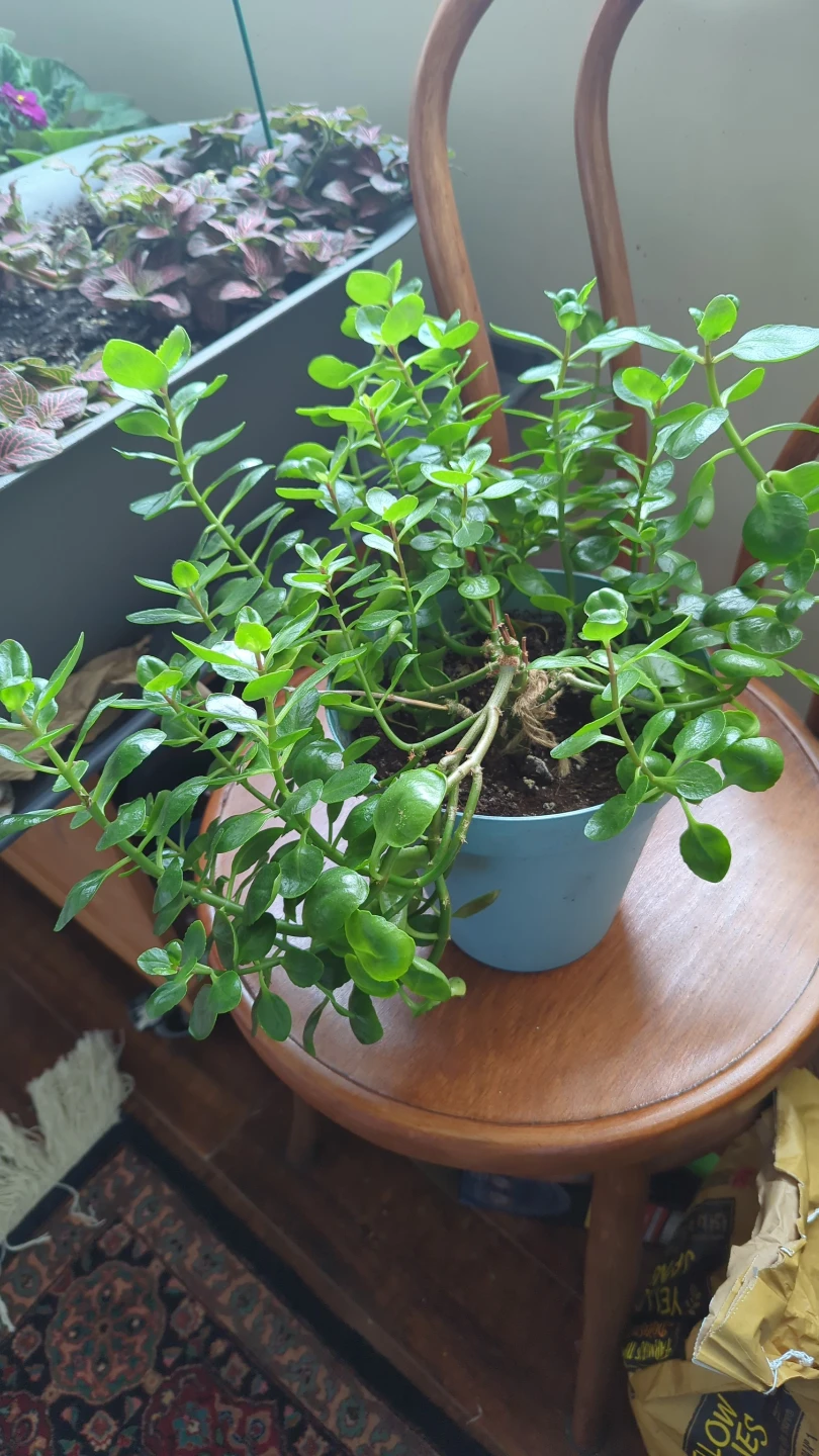 Jade Plant in Blue Pot - photo 3