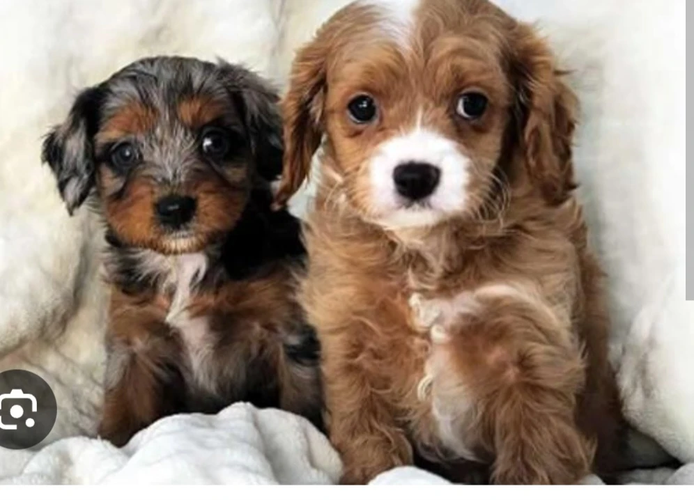 Cute Puppies