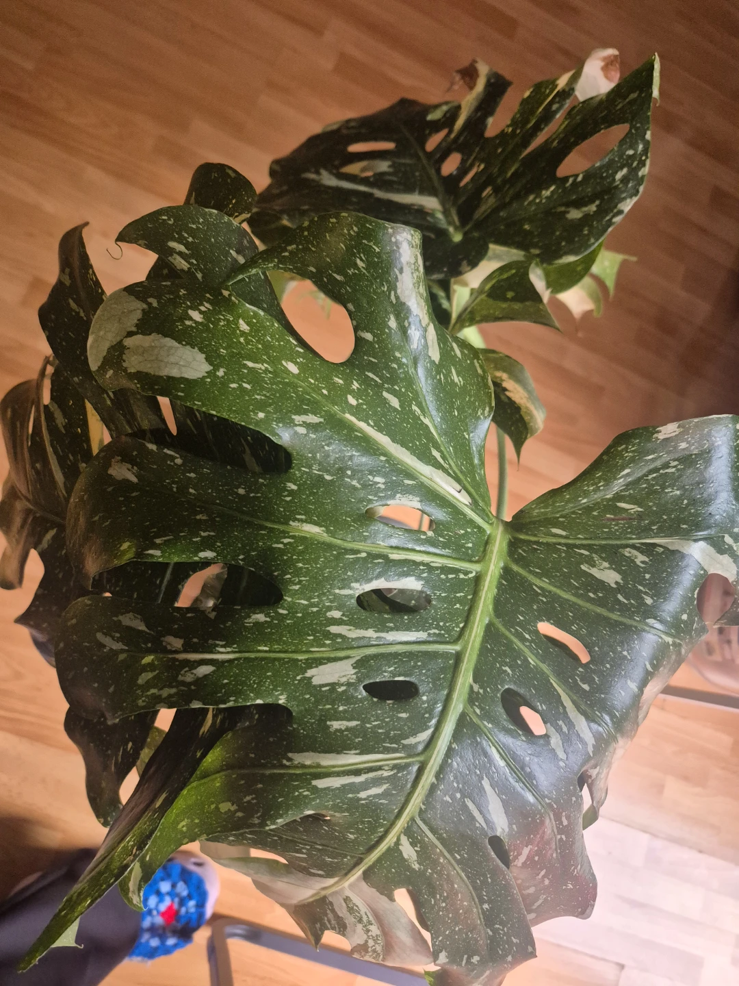 Monstera Albo Borsigiana Plant