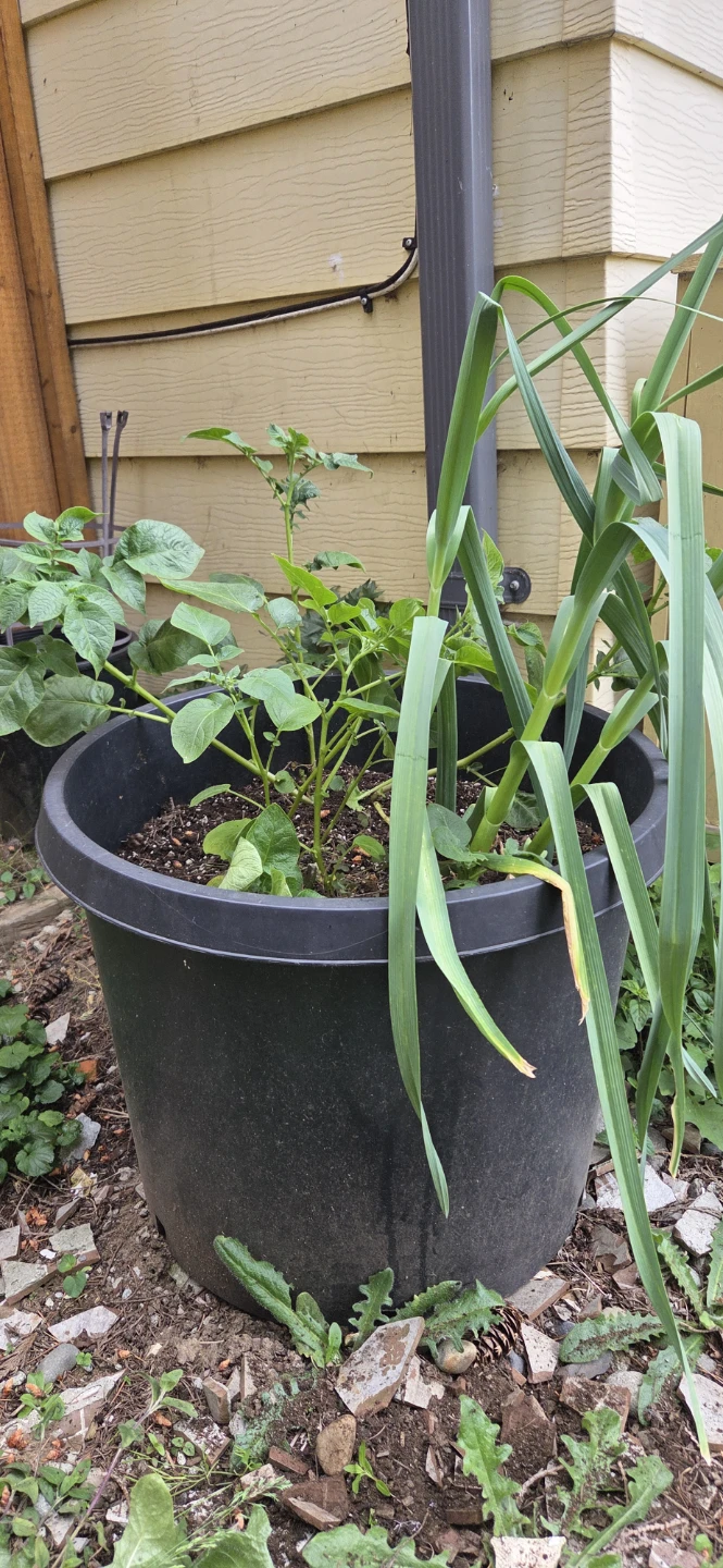 Large black plastic planter with potato and garlic plants