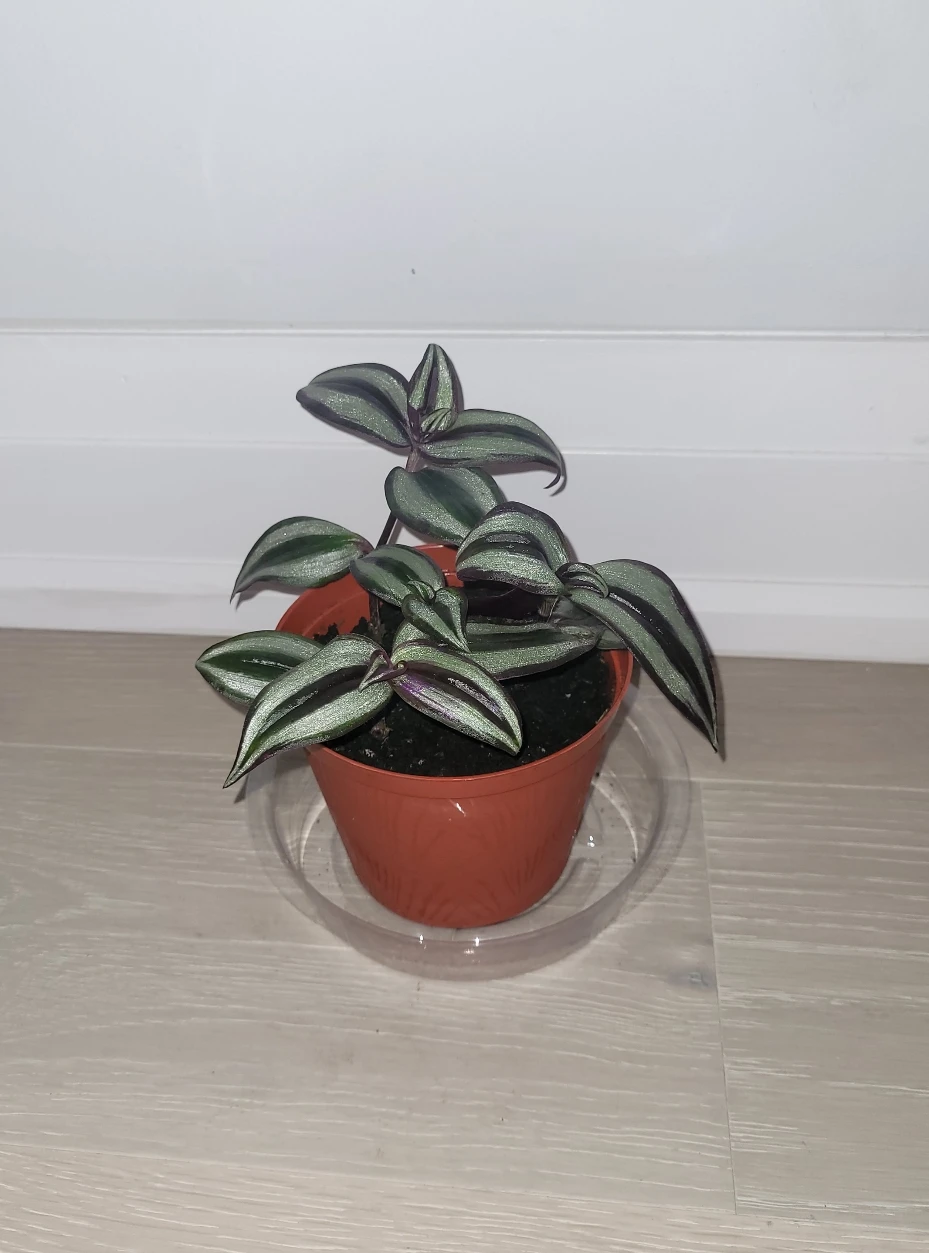 Silver Inch Plant