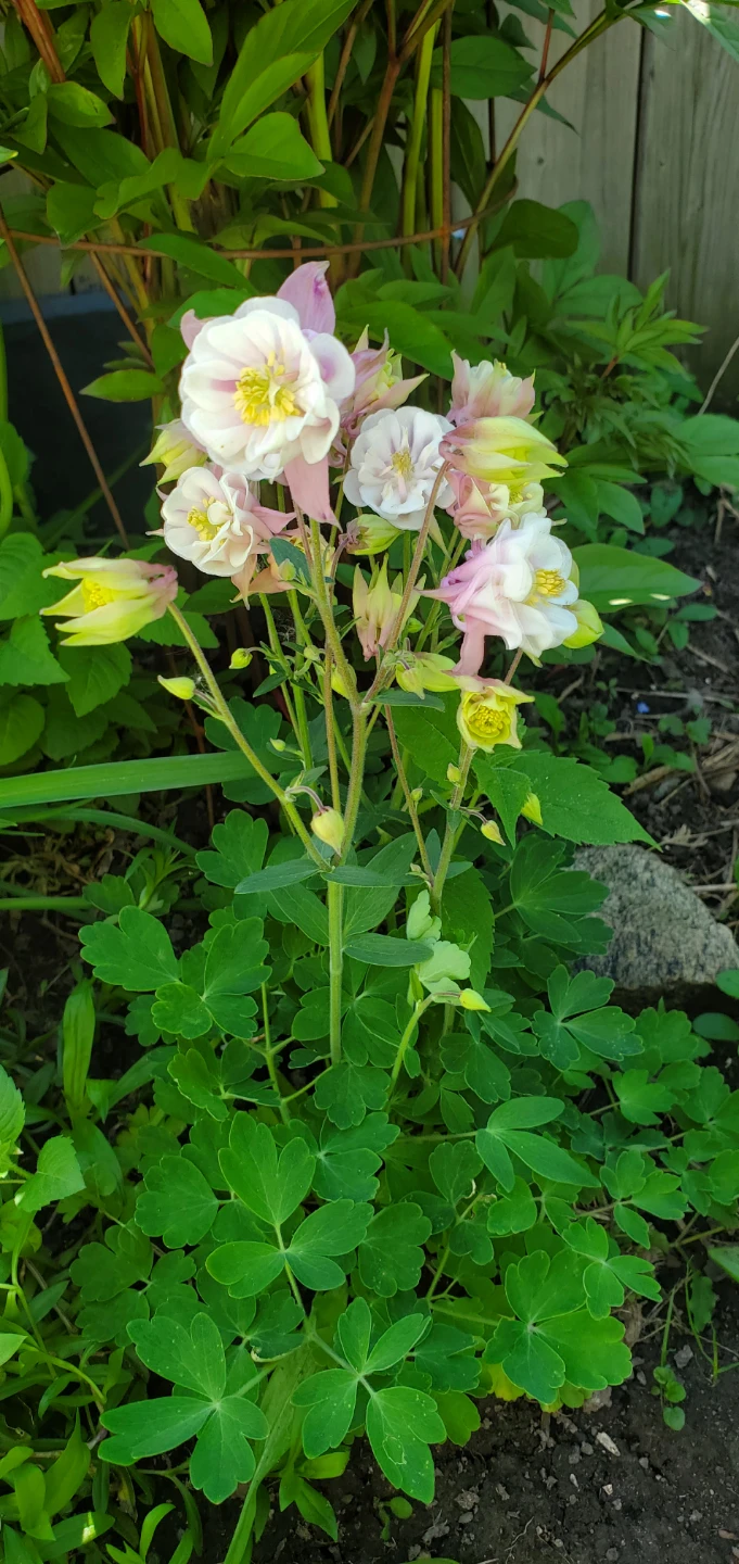 Columbine