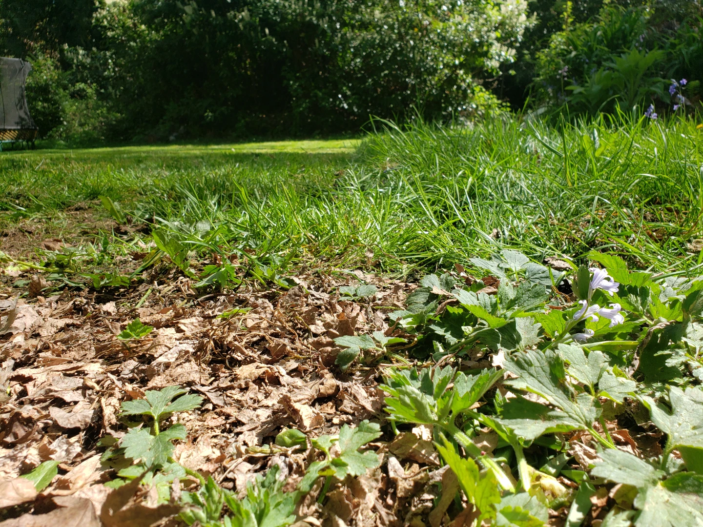 Lawn mowing service - photo 2