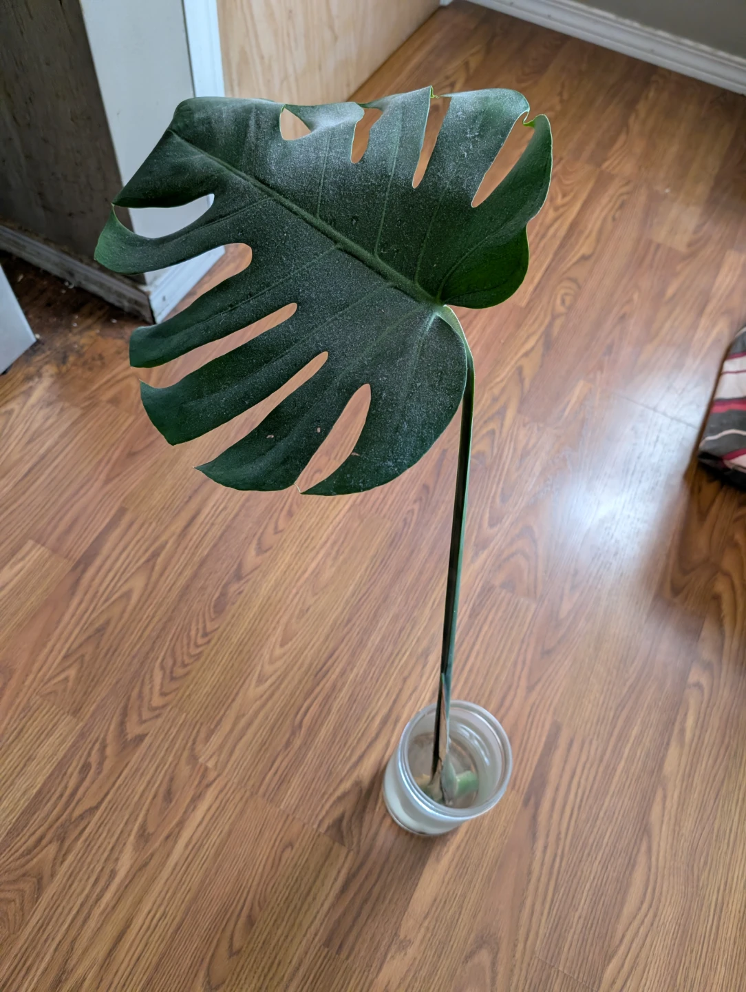 Monstera deliciosa plant cutting with roots