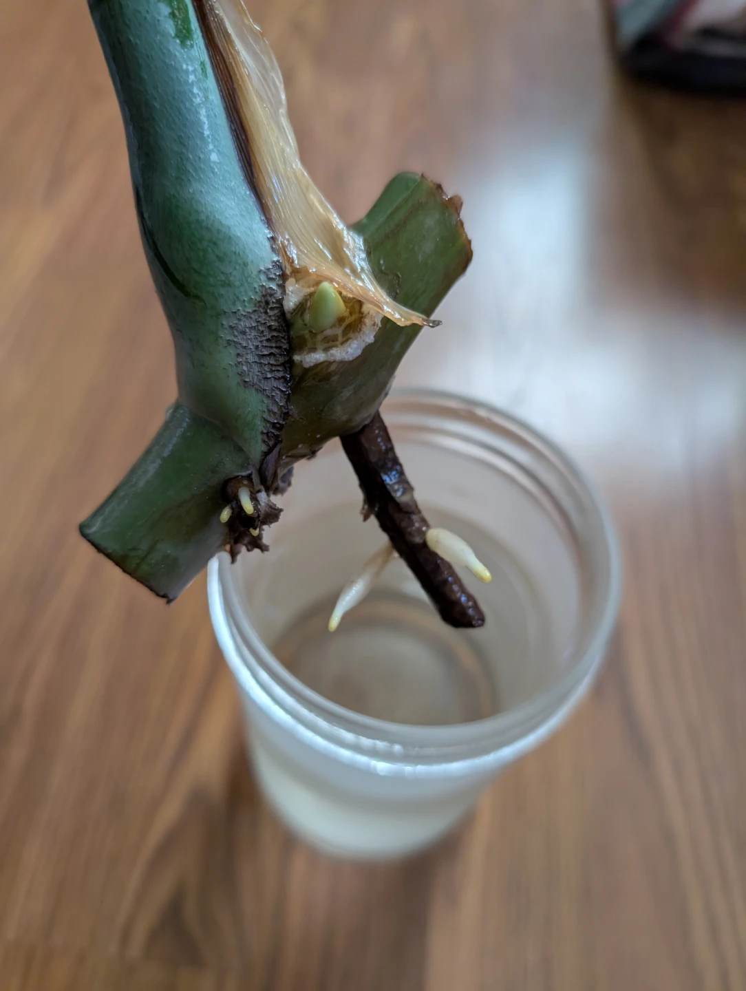 Monstera deliciosa plant cutting with roots - photo 2