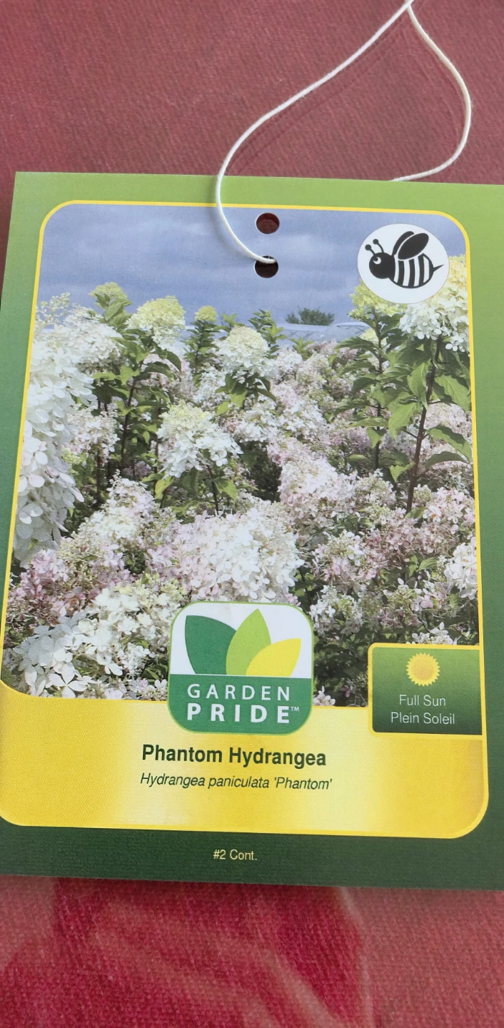 Phantom hydrangea - photo 2