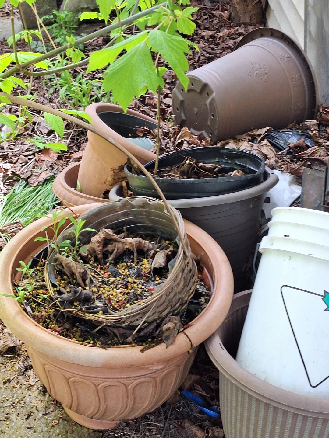 Plastic Plant Pots Assorted $2/ea (Kit Cat Club rescue)