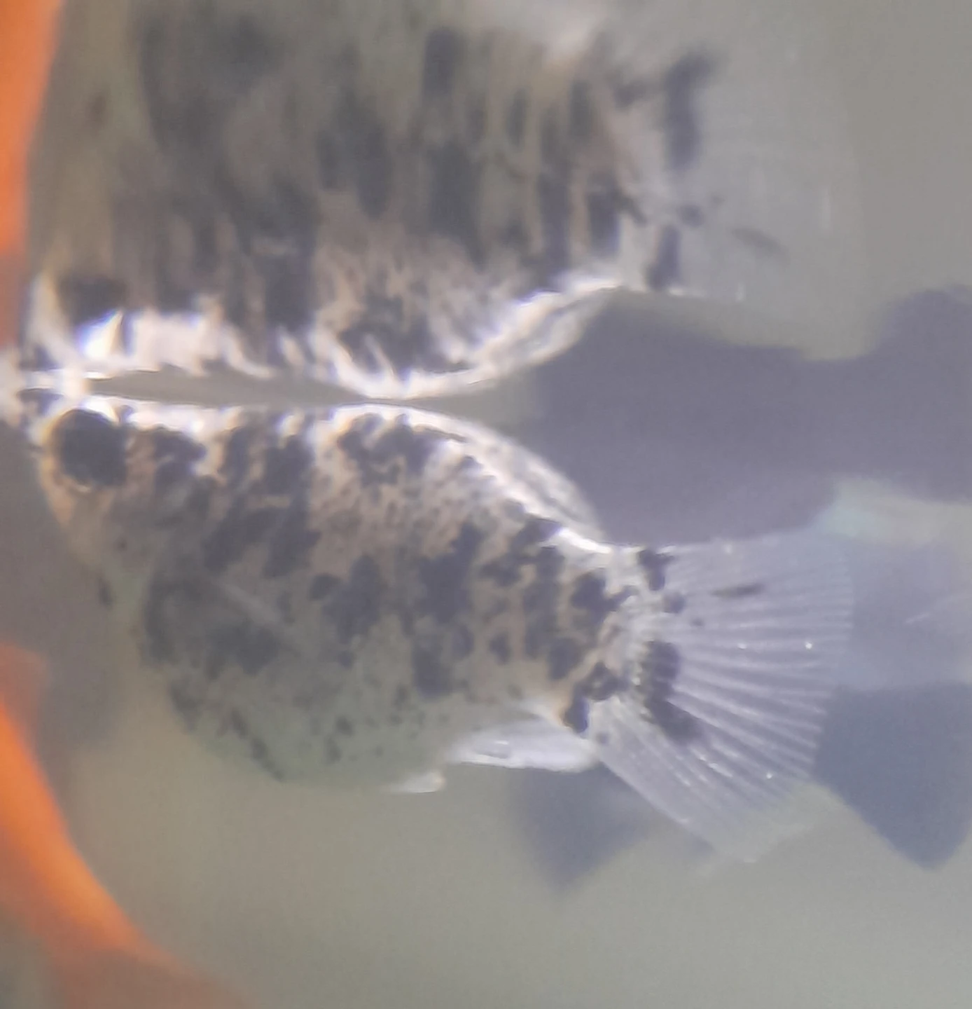 Pregnant Molly Fish