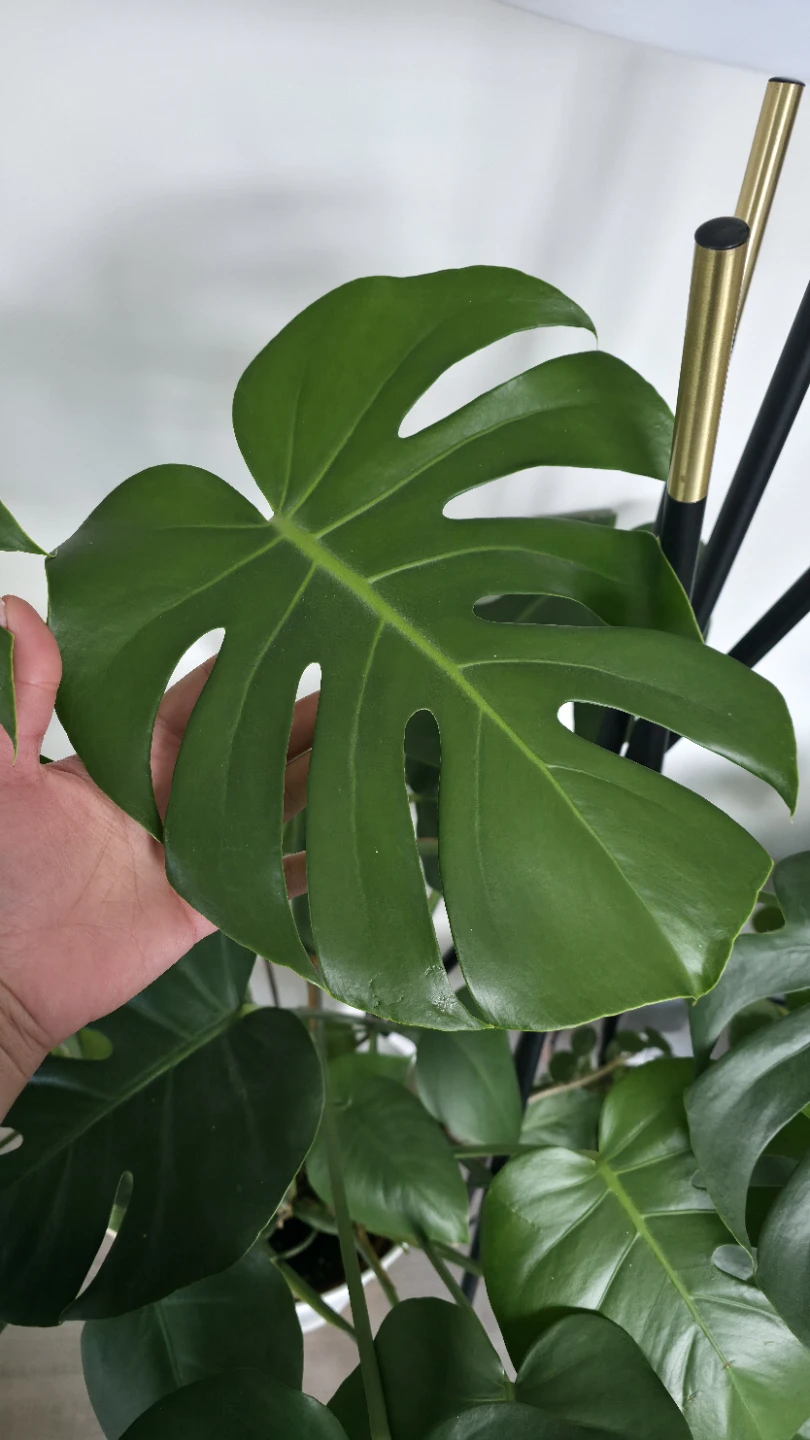 Huge Big Monstera Deliciosa Plant - photo 2