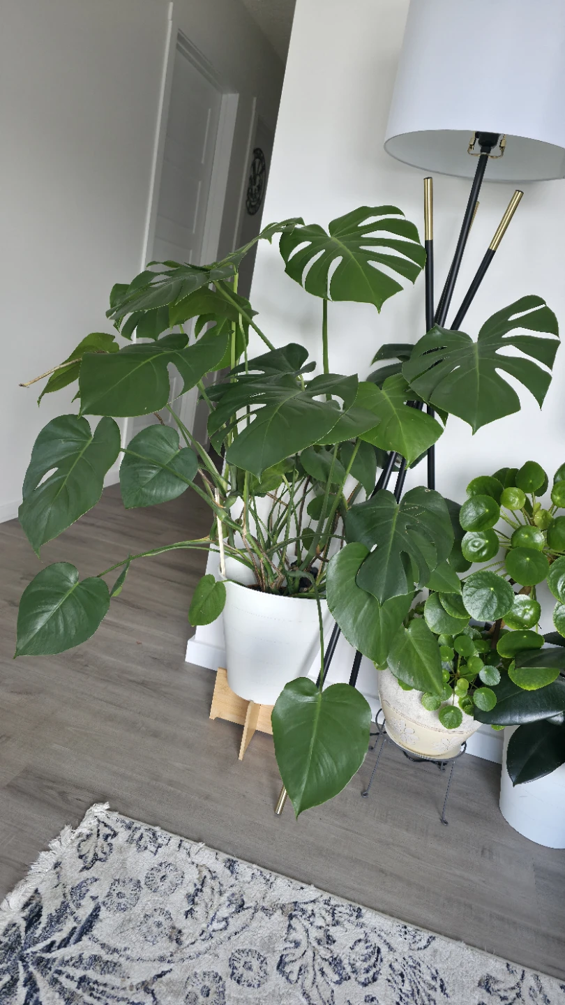 Huge Big Monstera Deliciosa Plant - photo 4