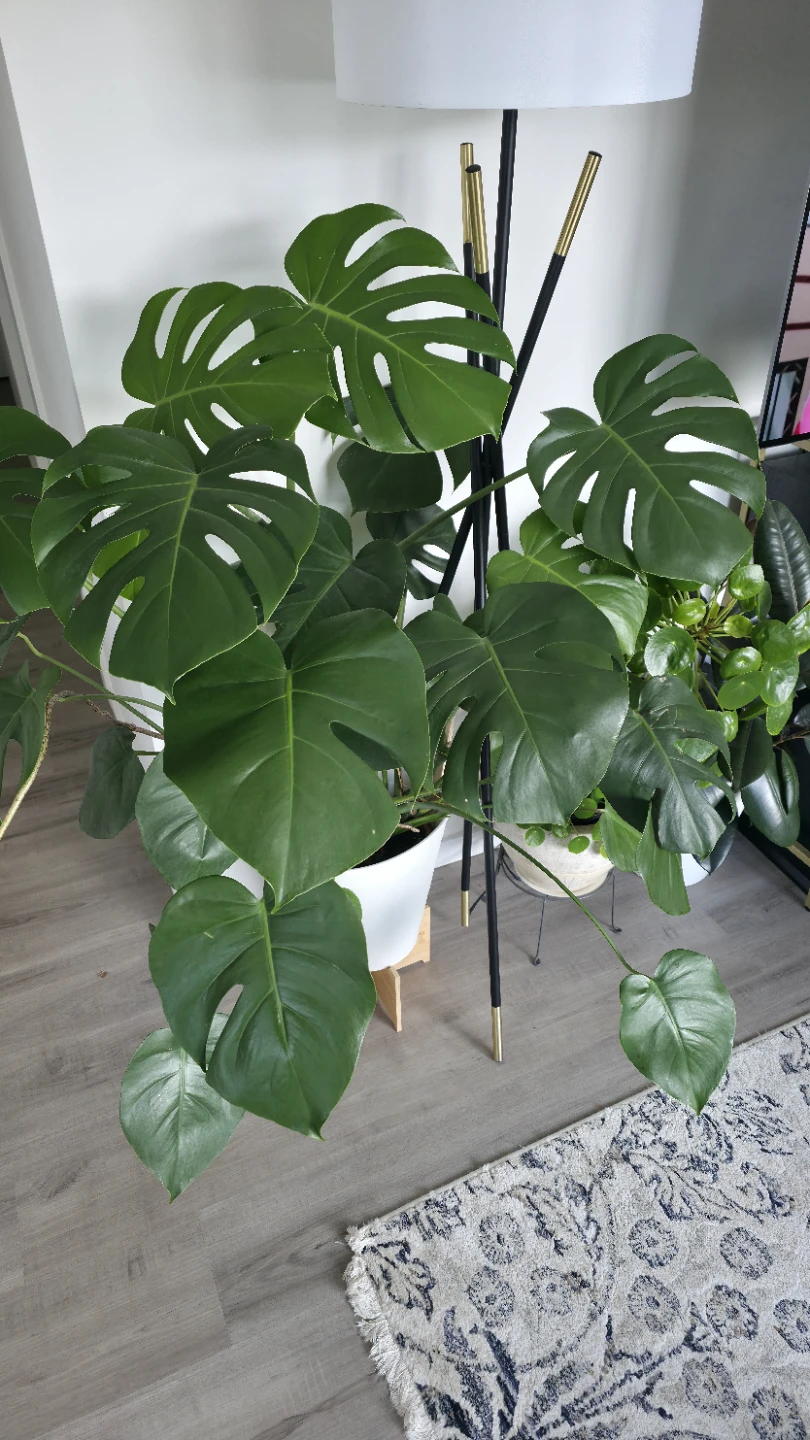 Huge Big Monstera Deliciosa Plant - photo 5