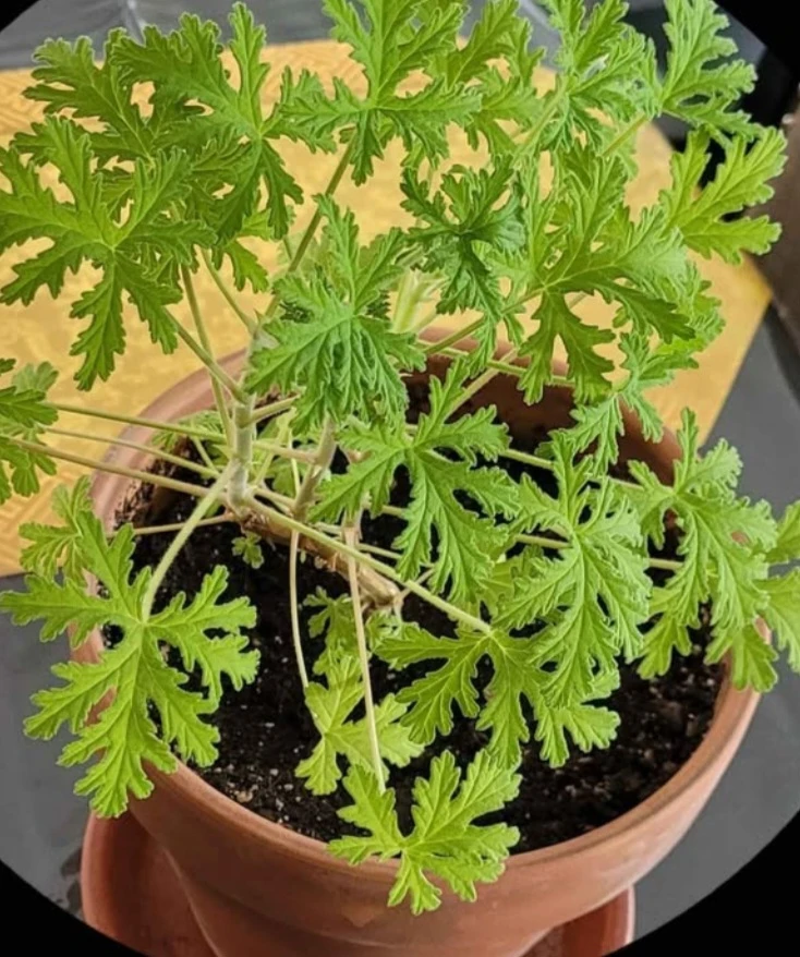 Rose geranium - photo 2