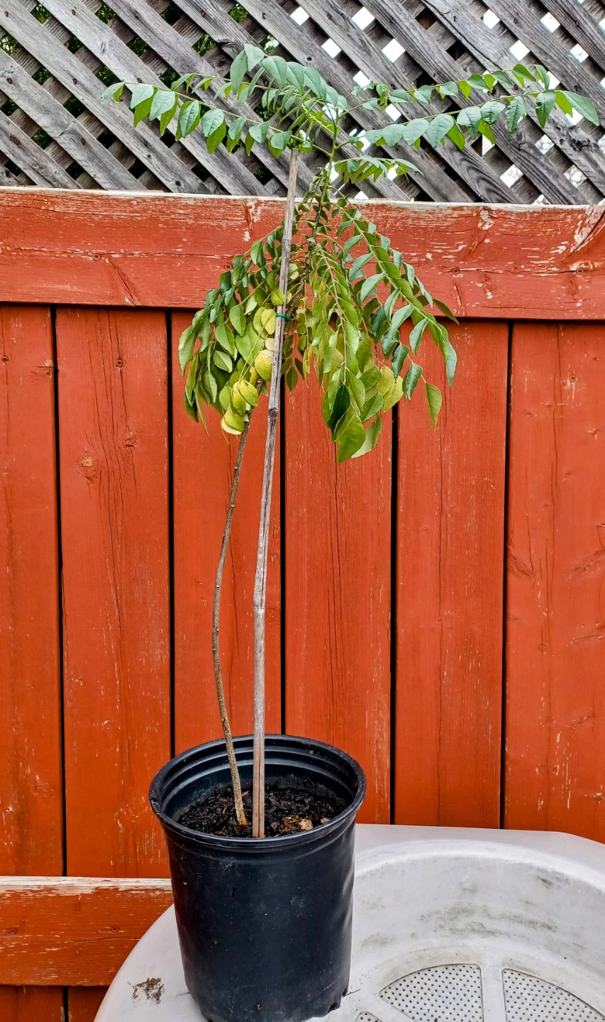 Curry Leaf Plant in Pot - Approx. 30" Tall - photo 2