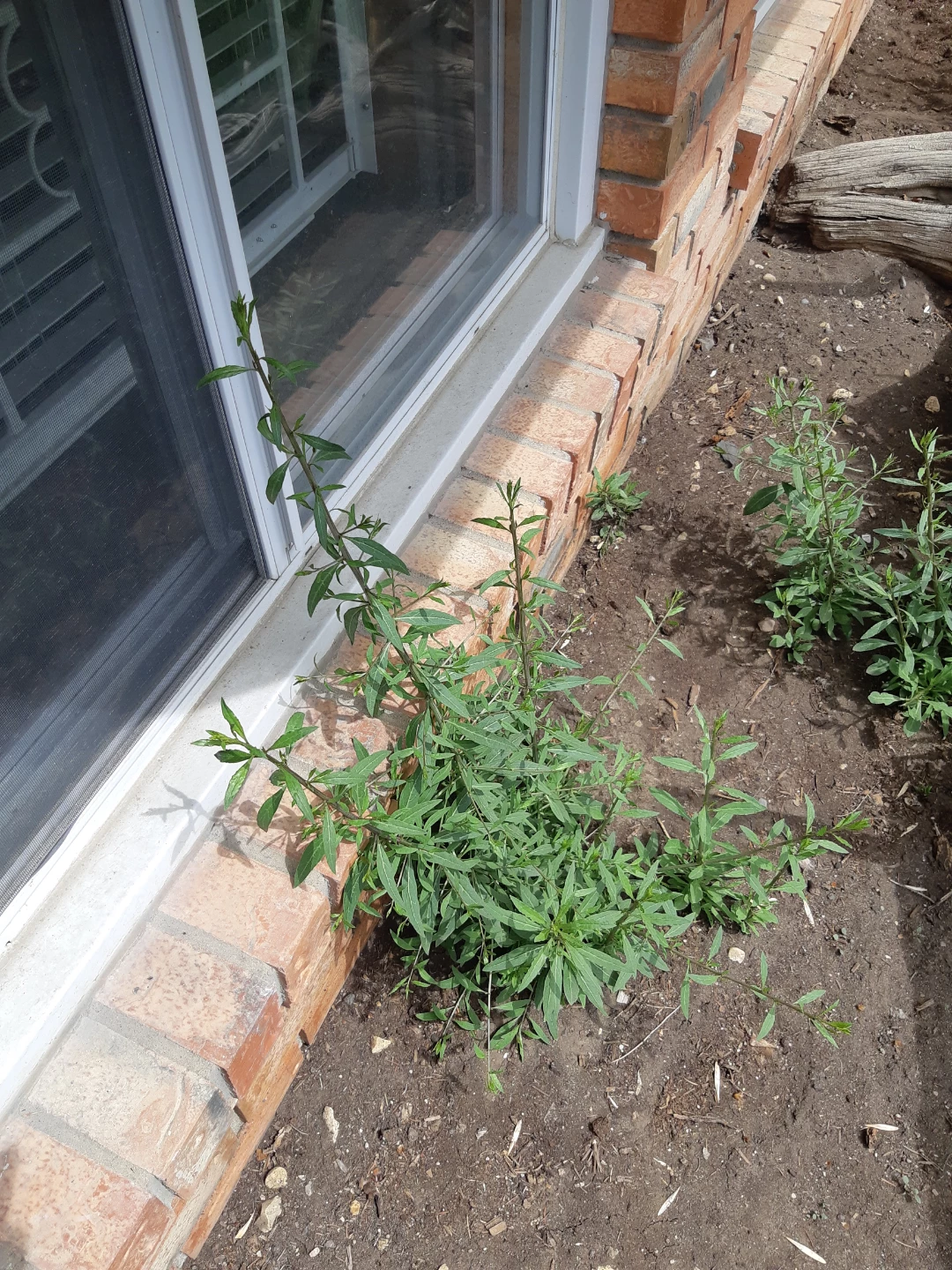 Perennial goji berry plants