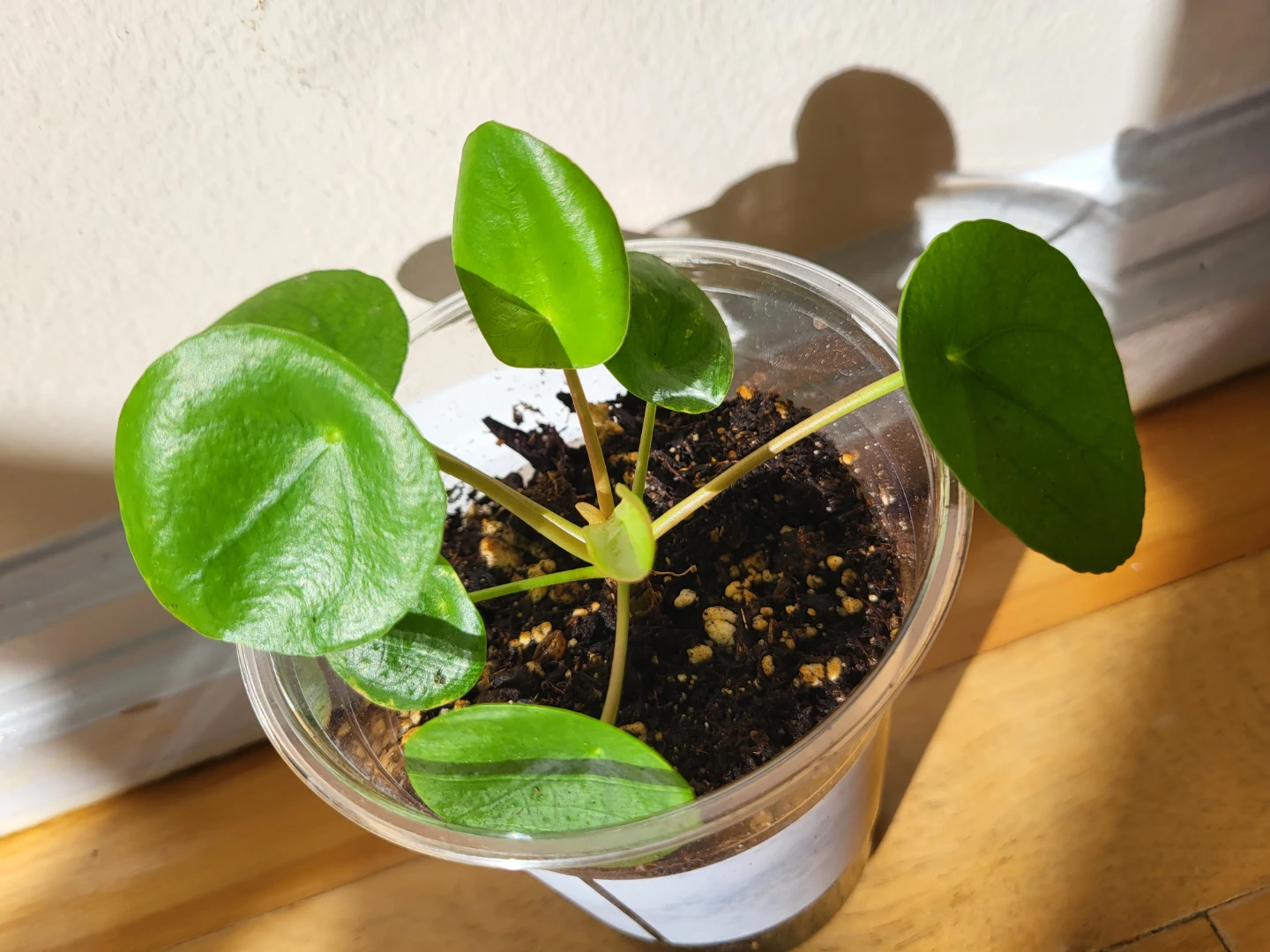 Pilea Peperomioides Plant - photo 2