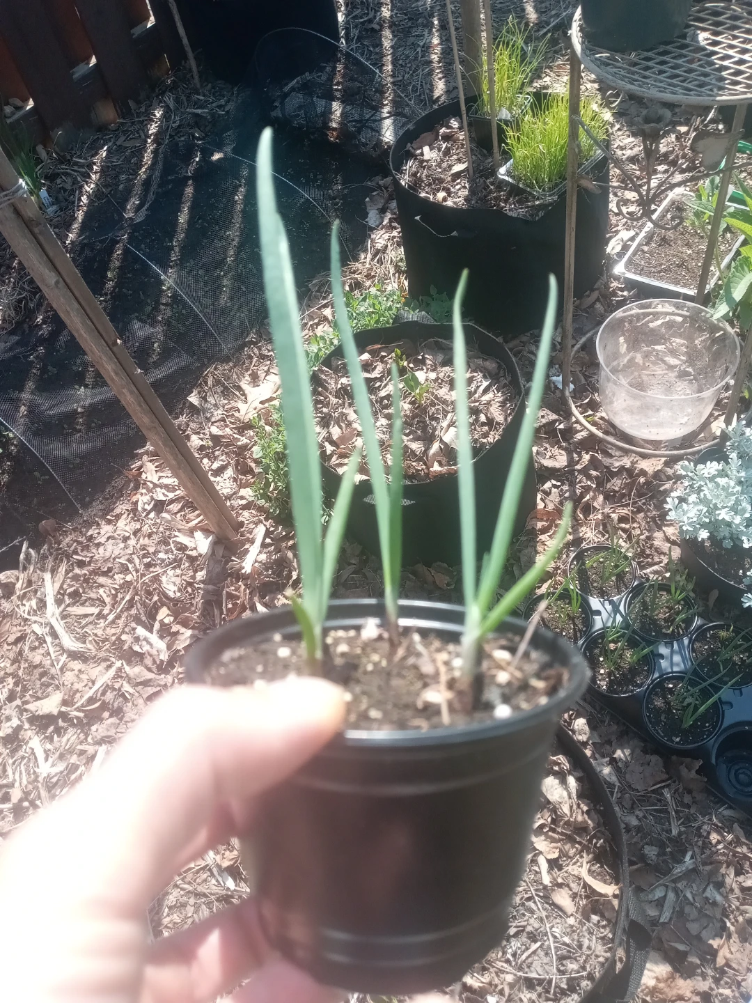 Egyptian walking onion Plants