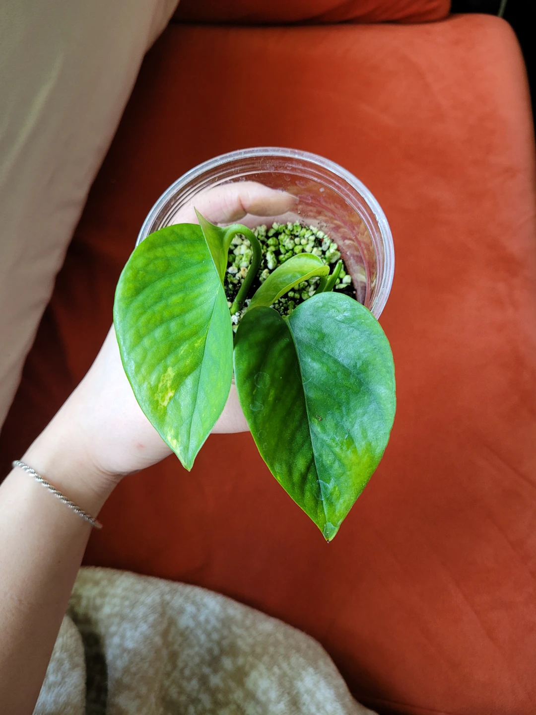 Air Purifying Plant - Pothos - photo 3