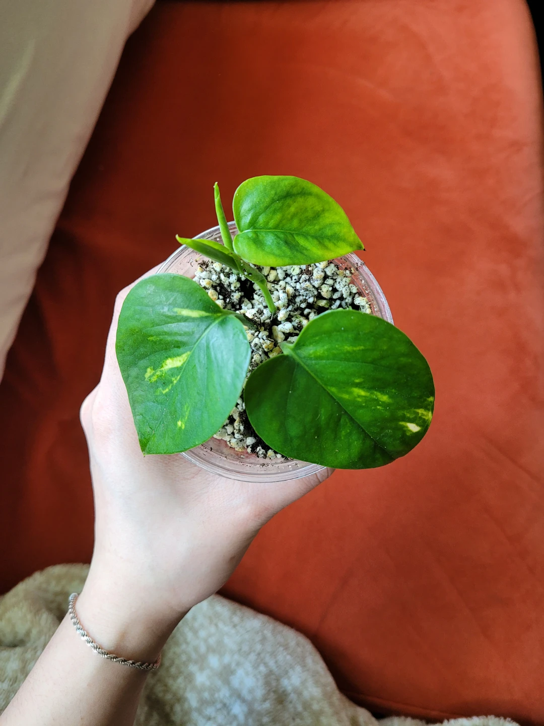 Air Purifying Plant - Pothos - photo 4