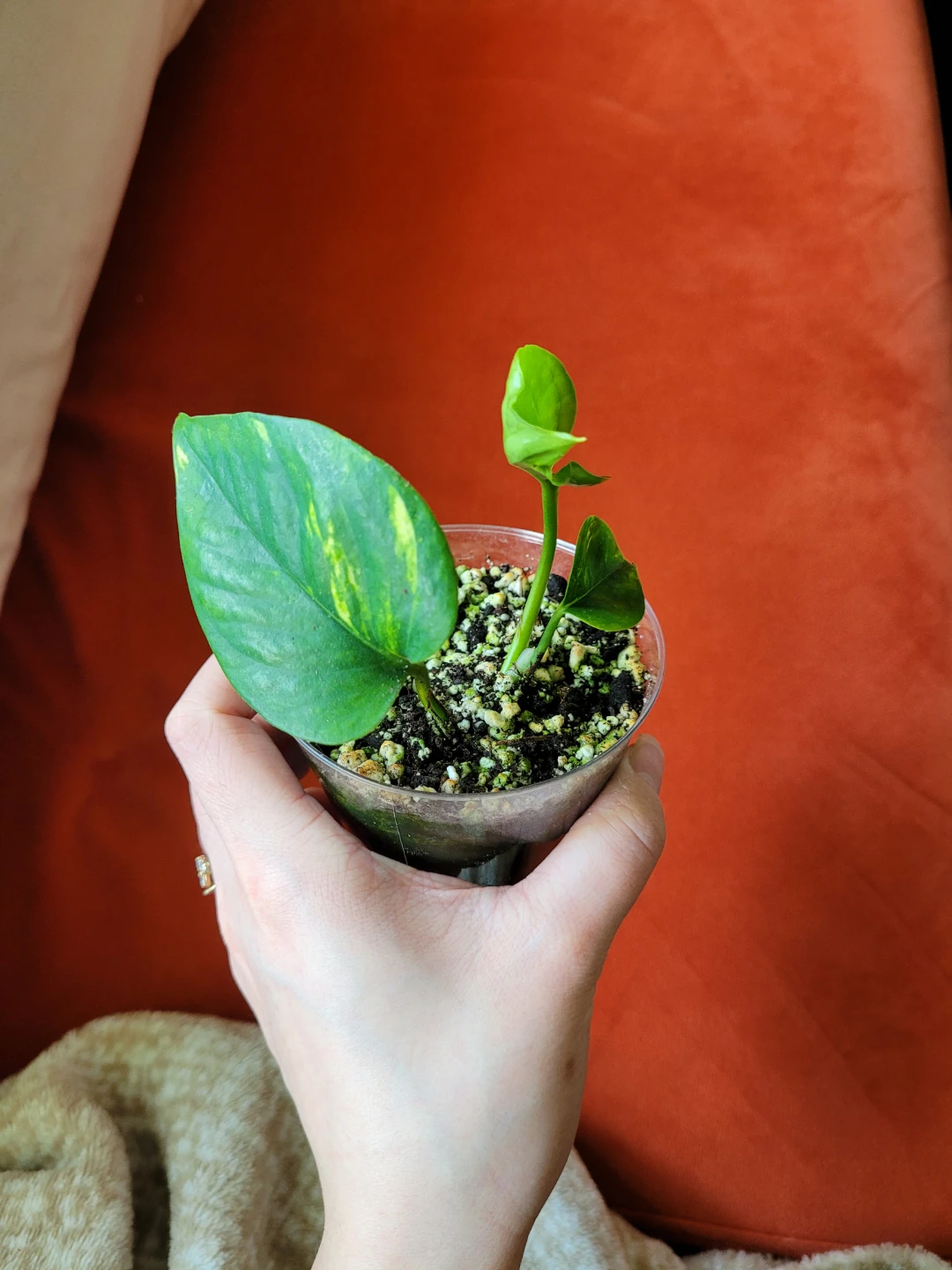 Air Purifying Plant - Pothos - photo 5