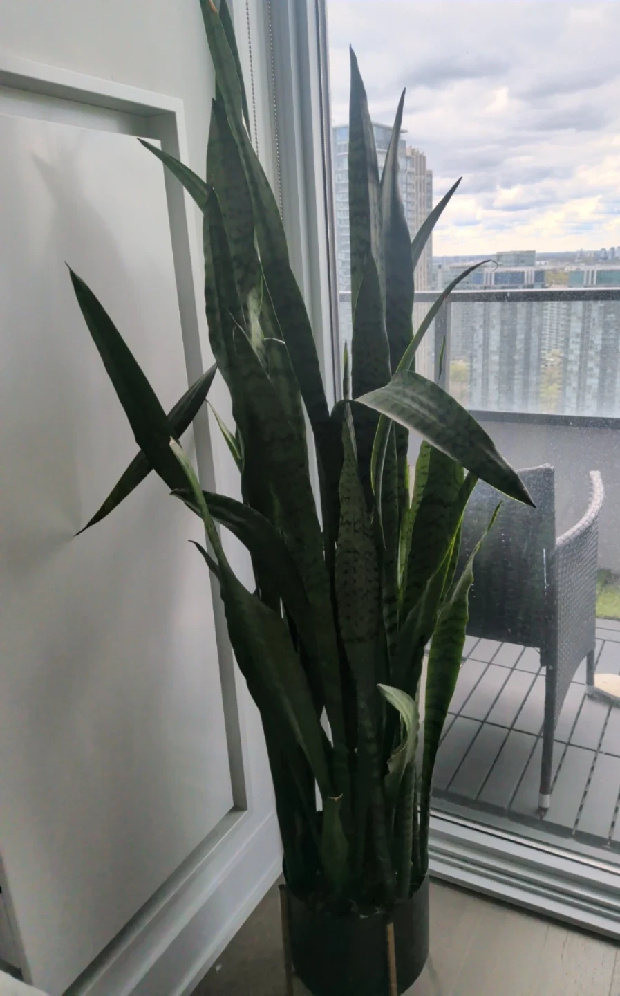 60 inches Snake Plant in structube Pot with Stand