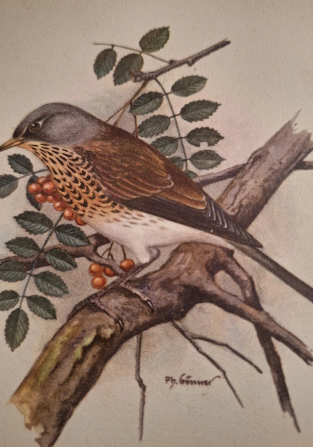 Framed Bird Art Print by P. Sgouros - photo 2