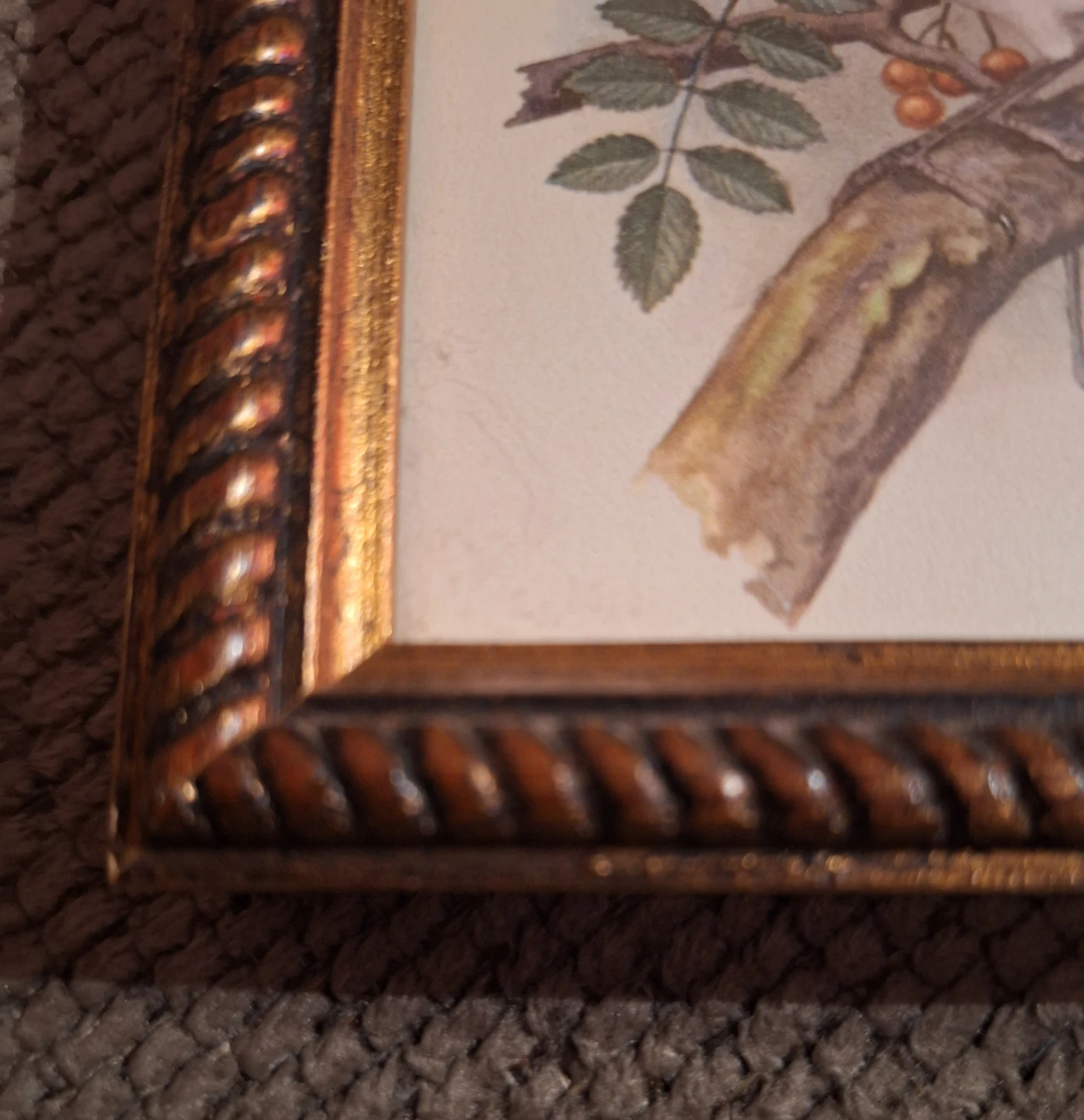 Framed Bird Art Print by P. Sgouros - photo 3