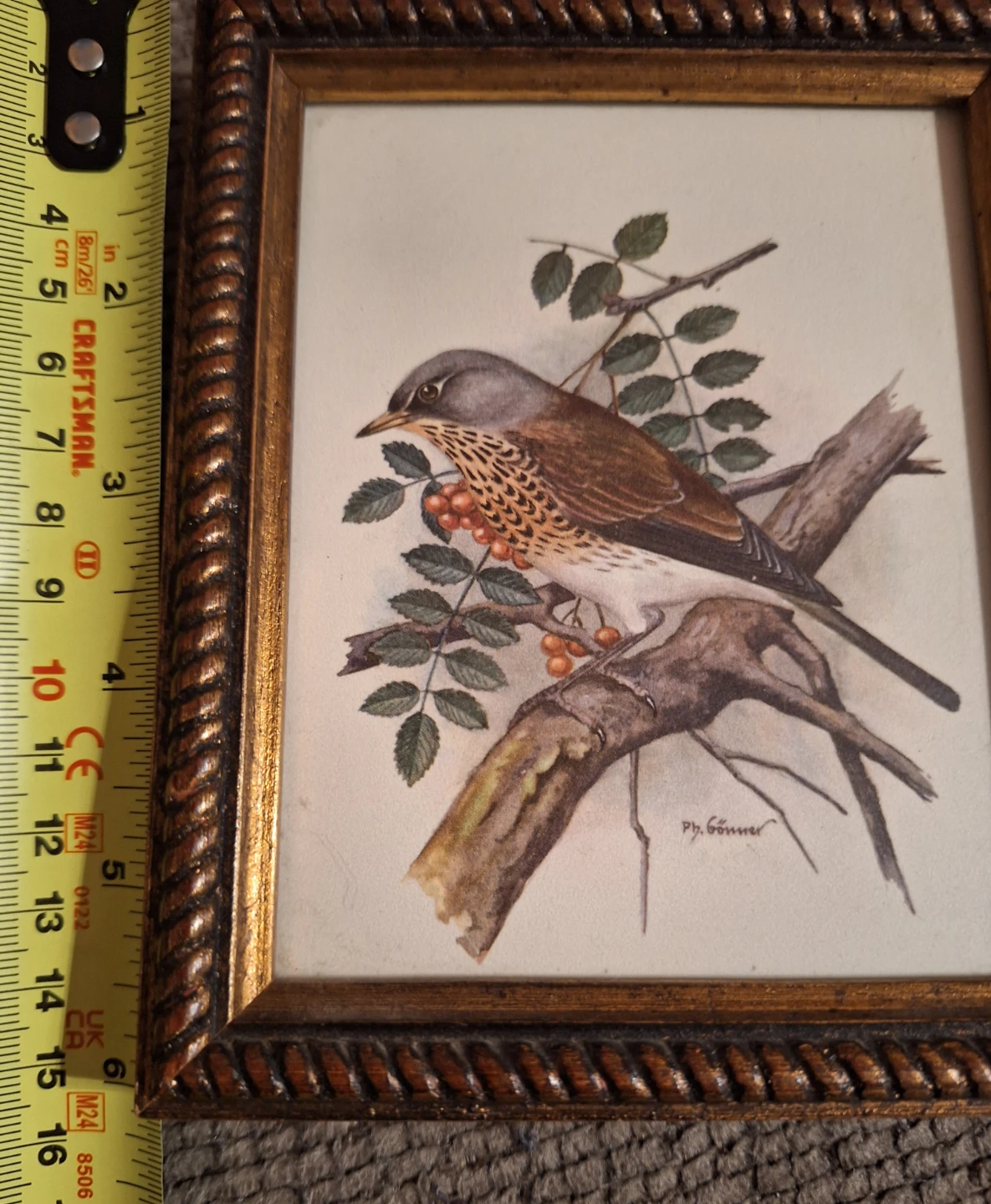 Framed Bird Art Print by P. Sgouros - photo 4