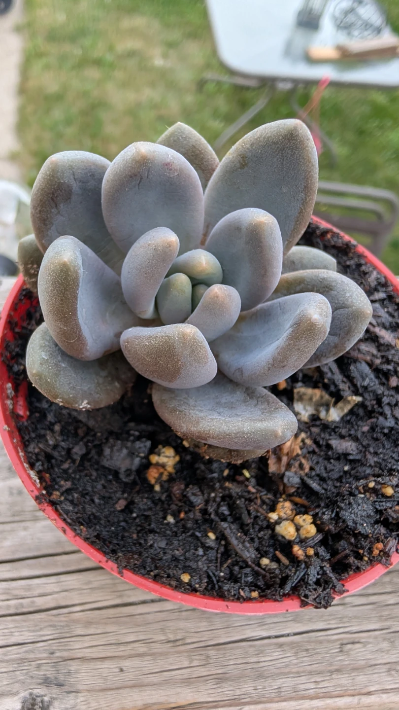 Pachyphytum Oviferum succulents for sale!