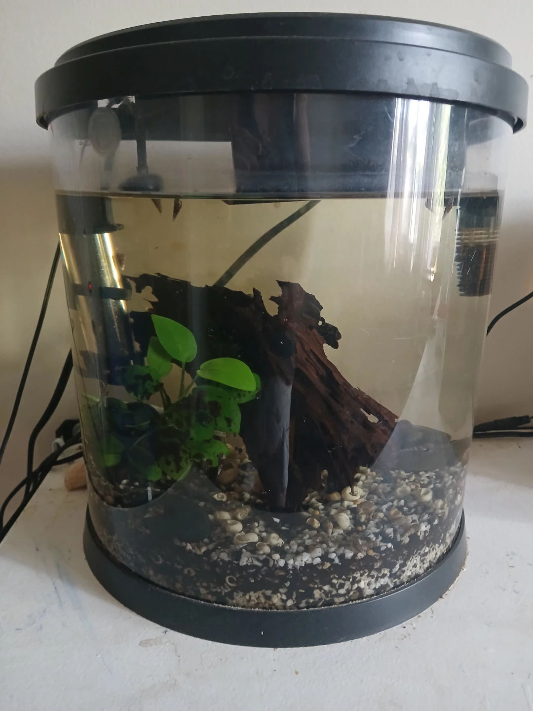 Tall 3 gal crescent Aquarium Tank