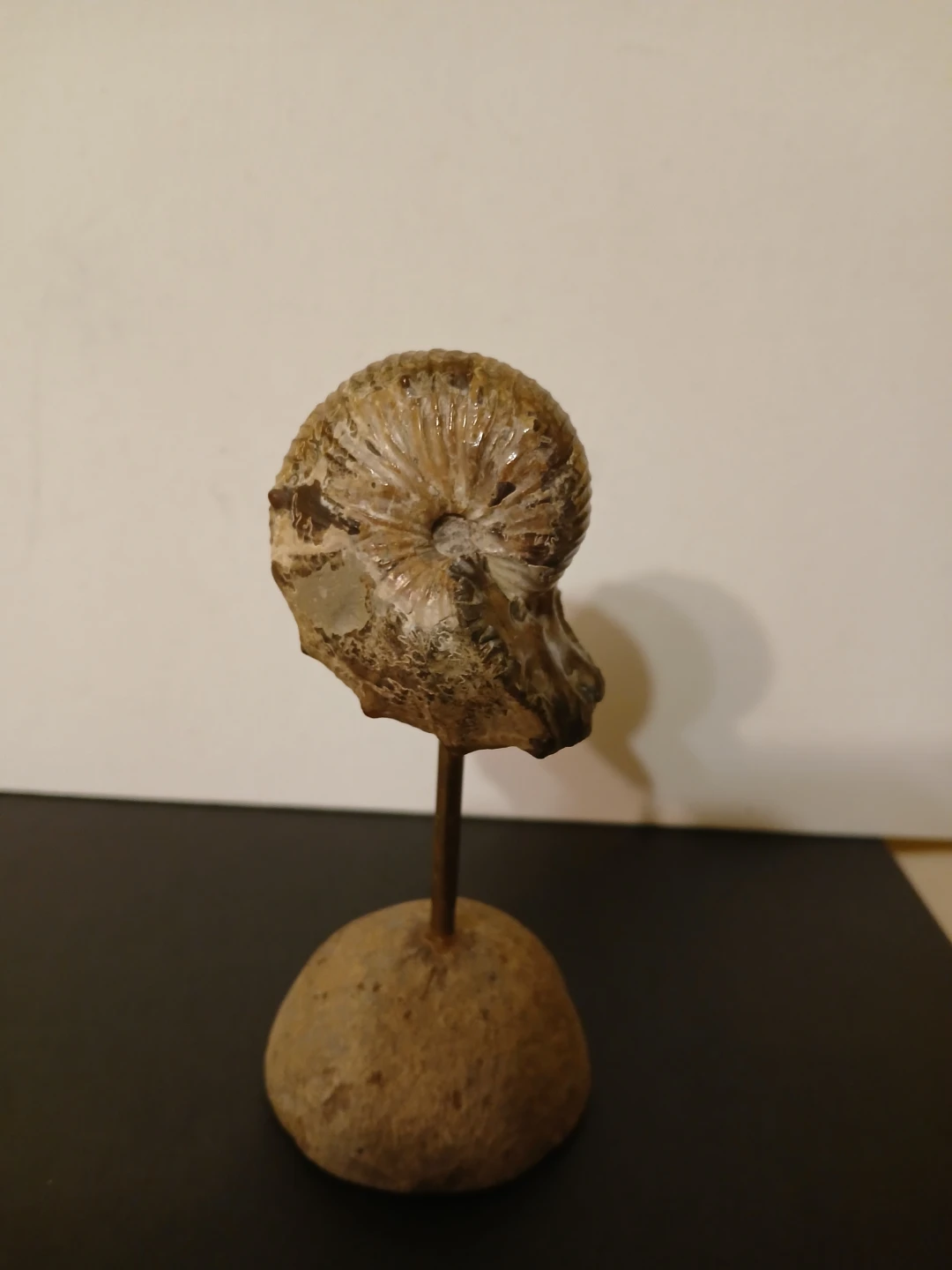 Ammonite Fossil on Stand - photo 5