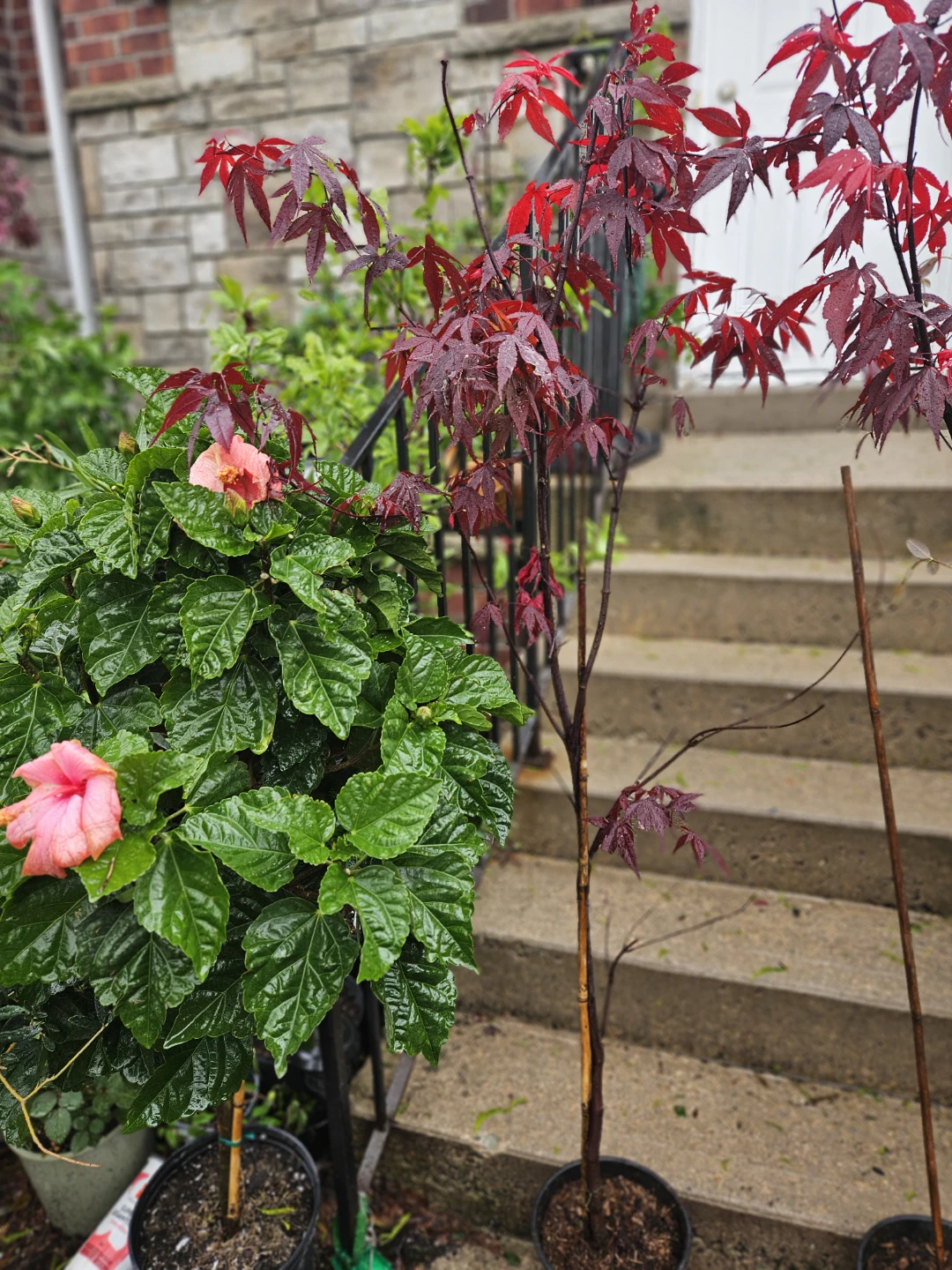 Japanese maple tree