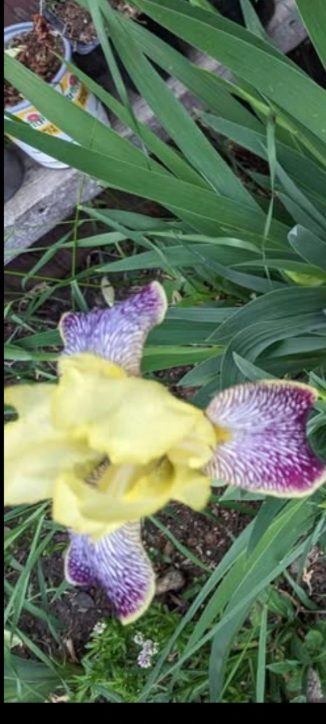 Yellow and Purple Iris Flowers - photo 2